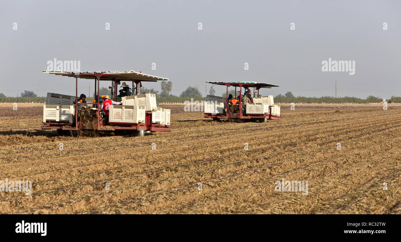 Harvester carrying workers lifting  'Camote' cultivar of Sweet Potatoes  'Ipomoae balatas'. Stock Photo