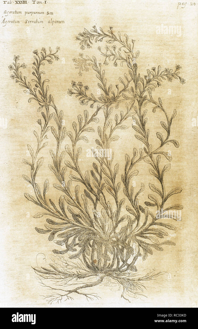 Ageratum. Seventeenth-century engraving in 'Bibliotheca Pharmaceutica-Medica' by J. Jacobi Mangeti. Published in Genoa. Italy. Engraving. Stock Photo