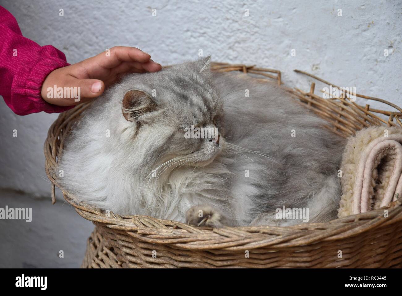 A child's hand caressing a silver tabby persian cat, lying in a basket. Stock Photo