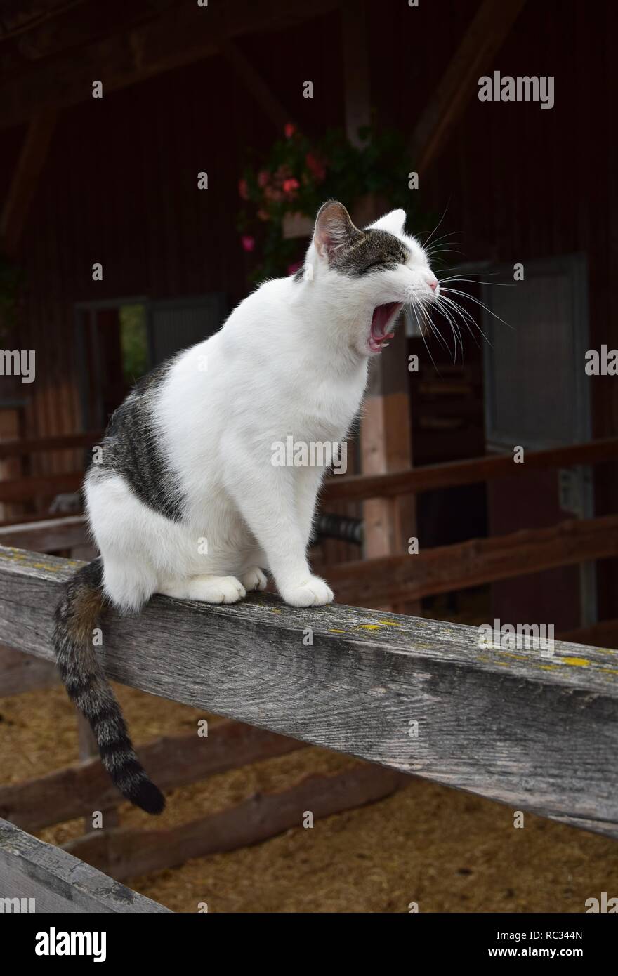 A yawning house cat, bi colored, white and tabby, sitting on a timber. A barn in the background. Stock Photo