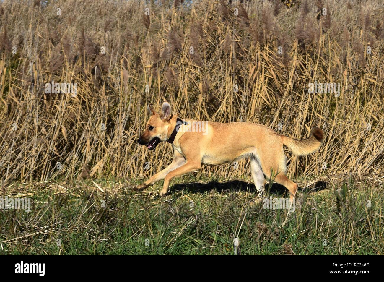 Mixed-breed sand-colored dog running on grass. Sword grass in the background. Stock Photo