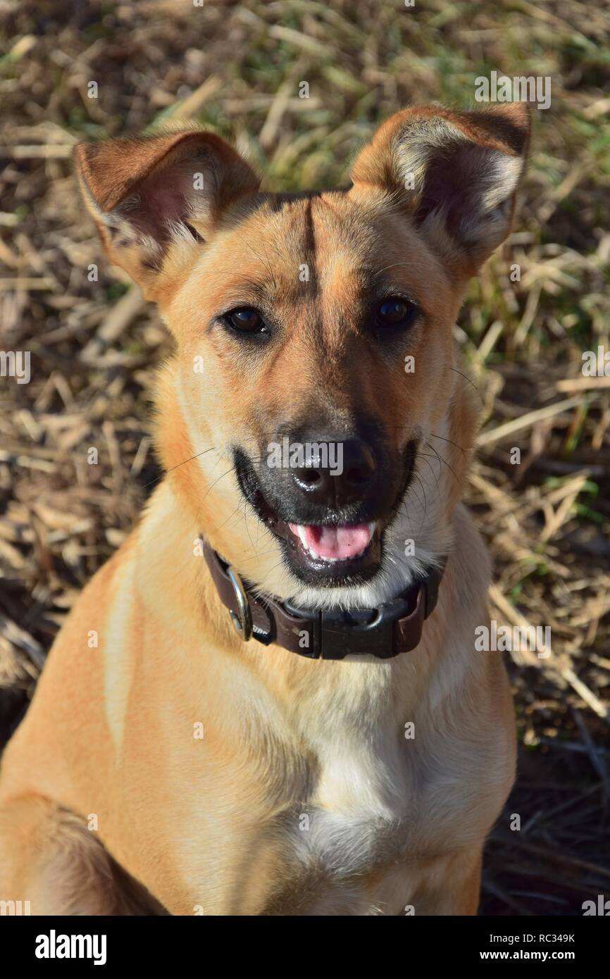 Portrait of a cute brown mixed-breed dog. Similar autumn colors in the background. Stock Photo