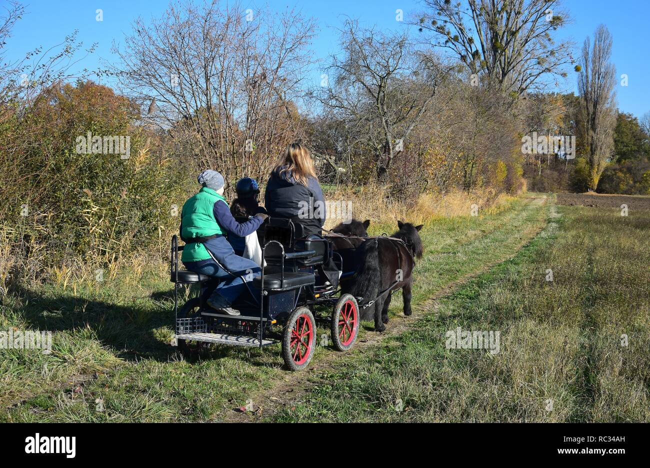 A carriage, drawn by two black Shetlandponies. Three people sitting in the carriage. Autumn landscape. Stock Photo