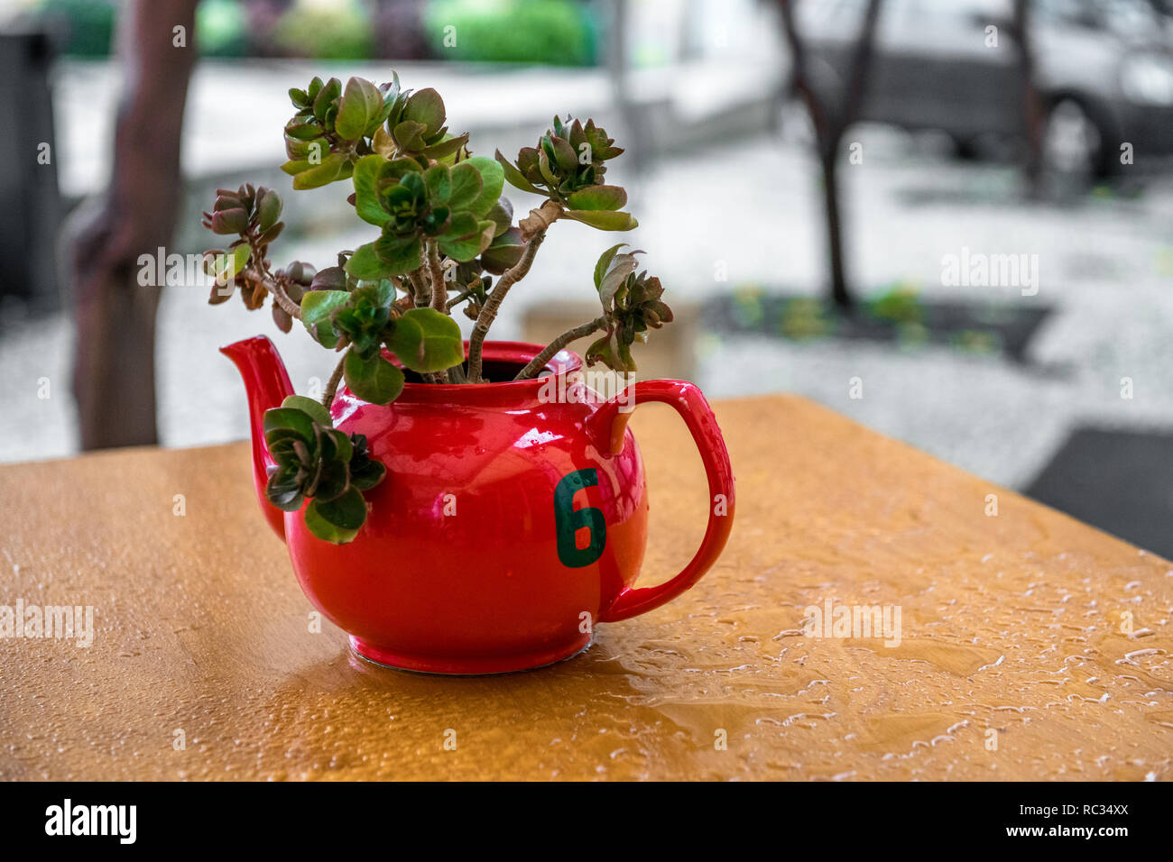 Red teapot with number six and used as a plant pot. Stock Photo