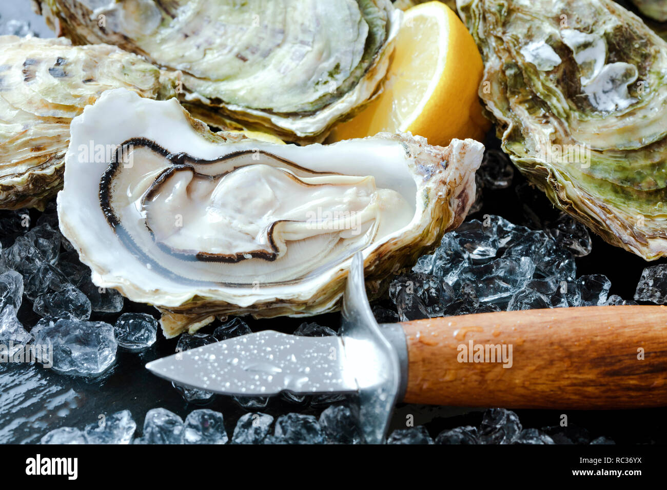set of fresh open oysters with lenon and ice on slate background Stock Photo