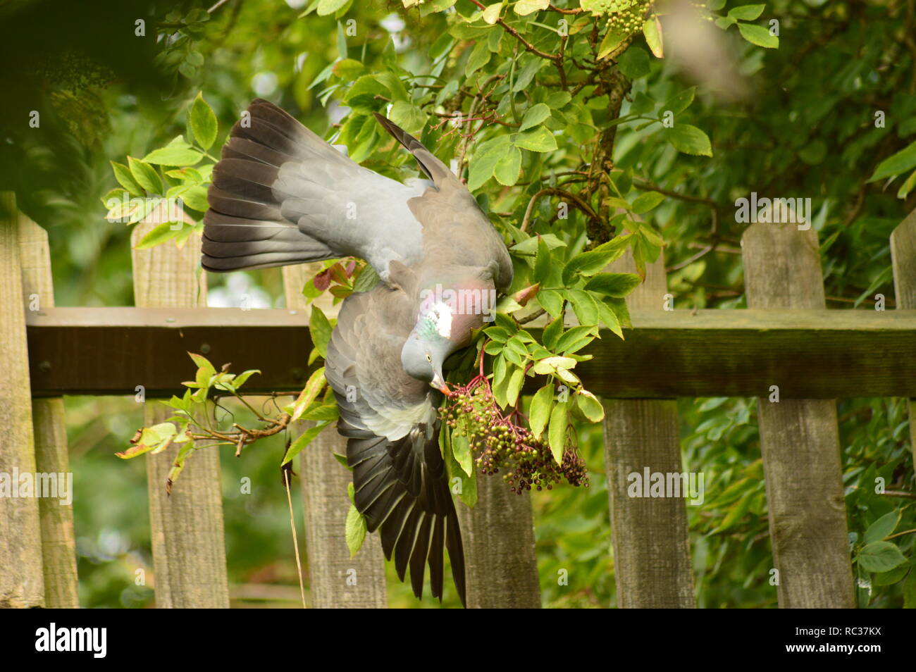 Wild bird eating berries hires stock photography and images Alamy