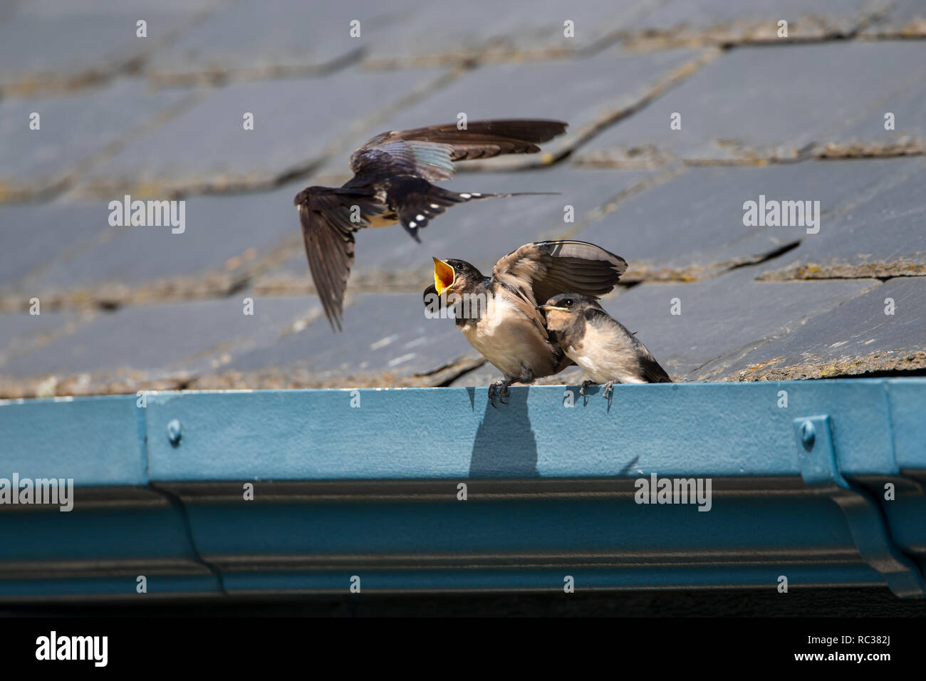 Swallow parent Hirundo rustica flying in with food for two hungry chicks Stock Photo