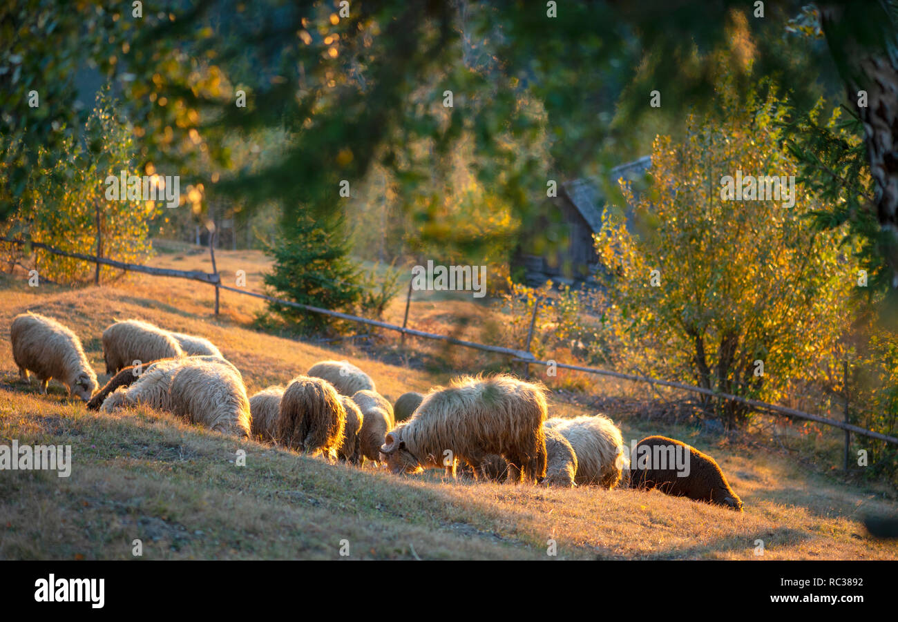 Flock of sheep in mountains in autumn season Stock Photo