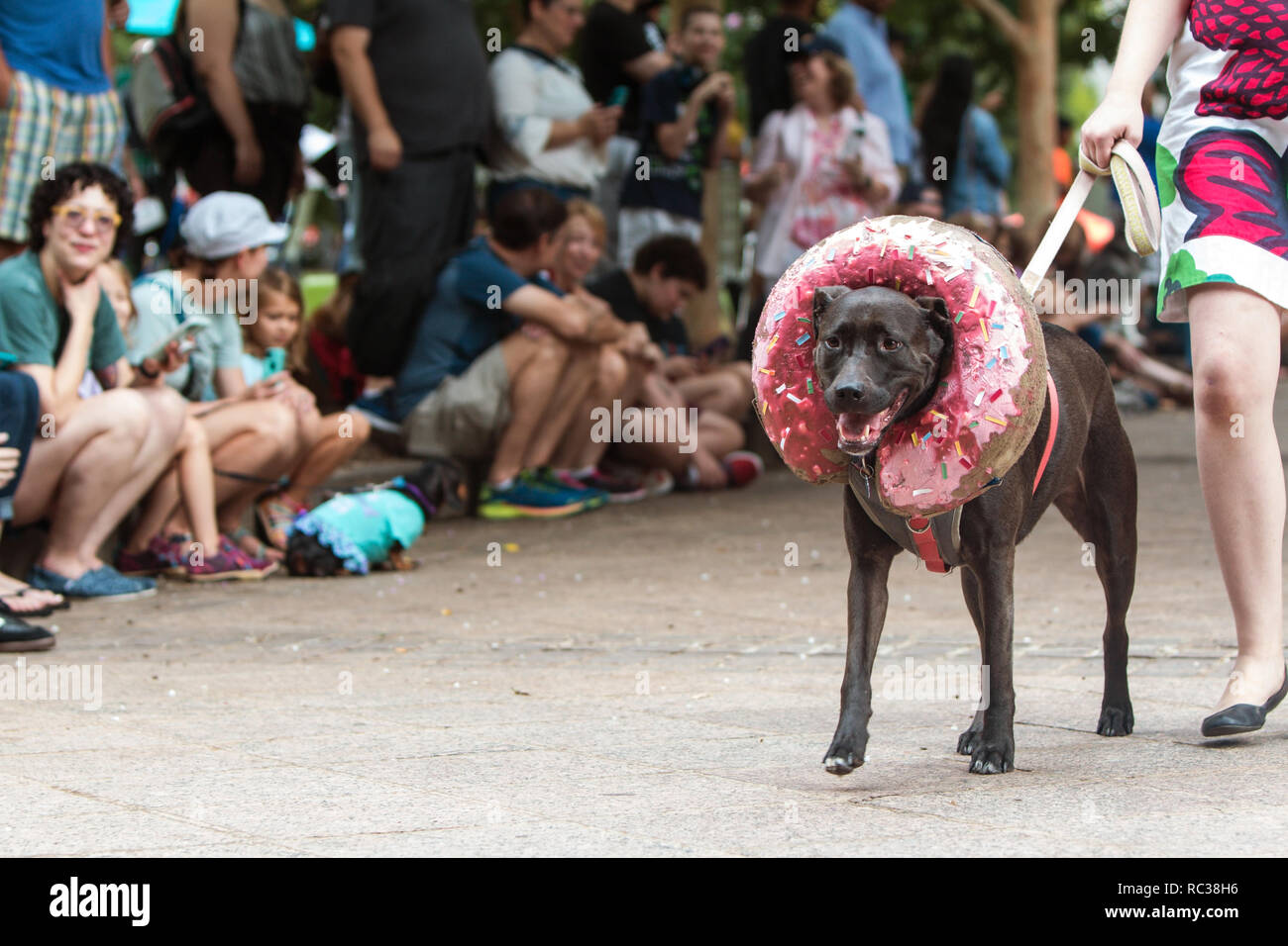 A dog wearing a doughnut costume around his head walks in front of a