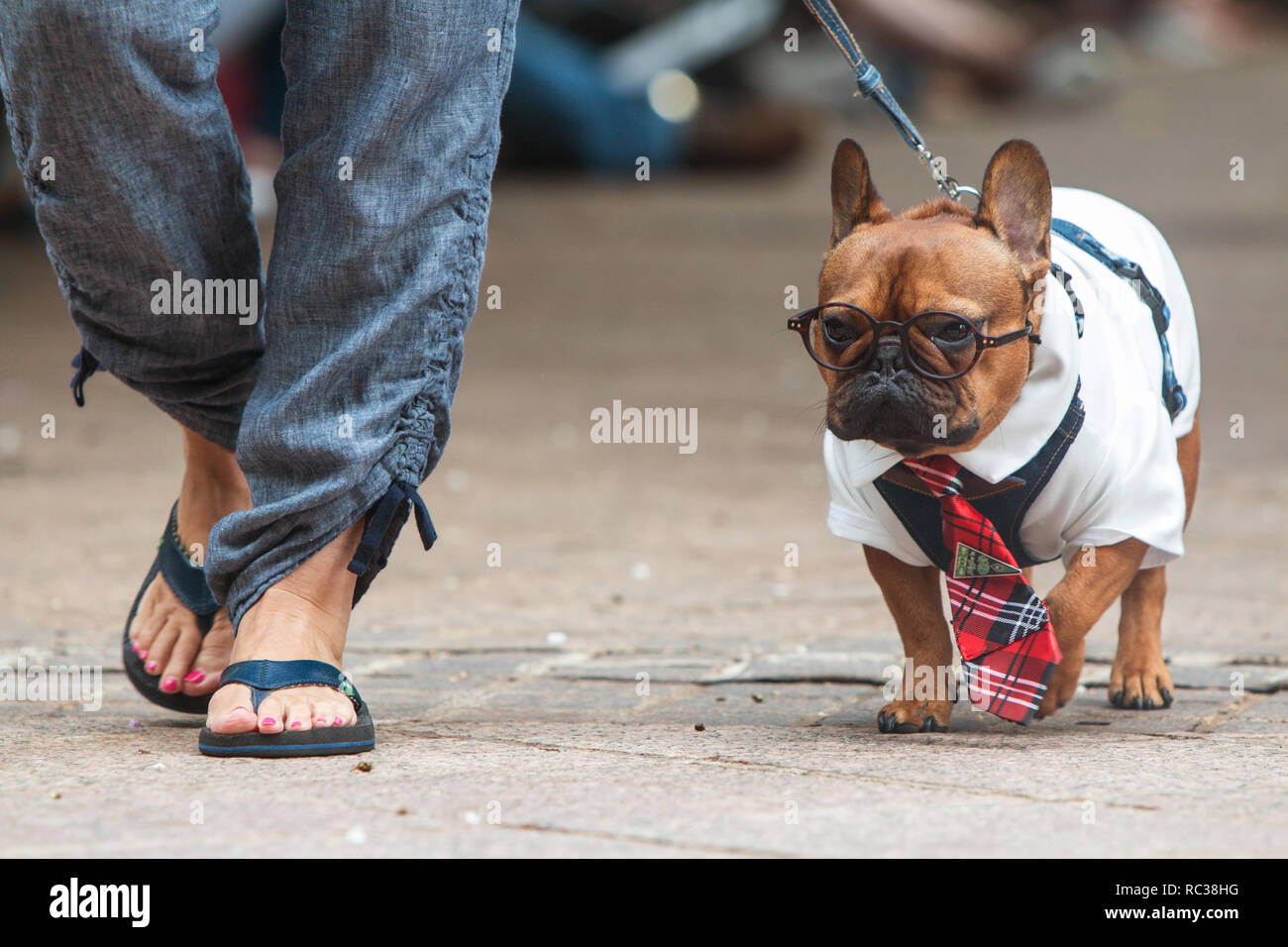 A French Bulldog wears a Harry Potter costume, complete with round glasses, as he walks before the judges at Doggy Con on August 18, 2018 in Atlanta. Stock Photo