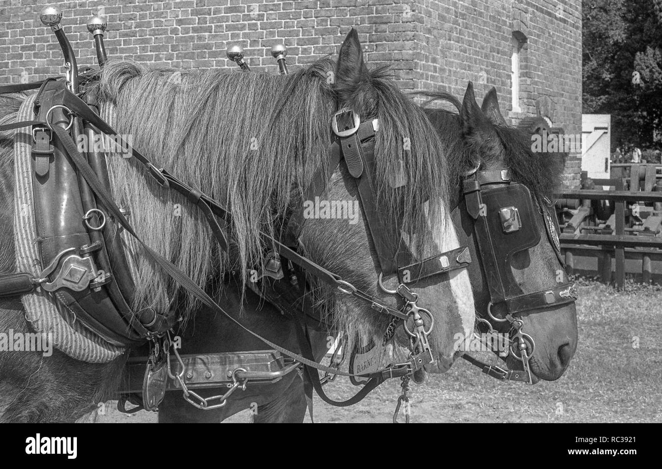 Steam riding horses hi-res stock photography and images - Alamy