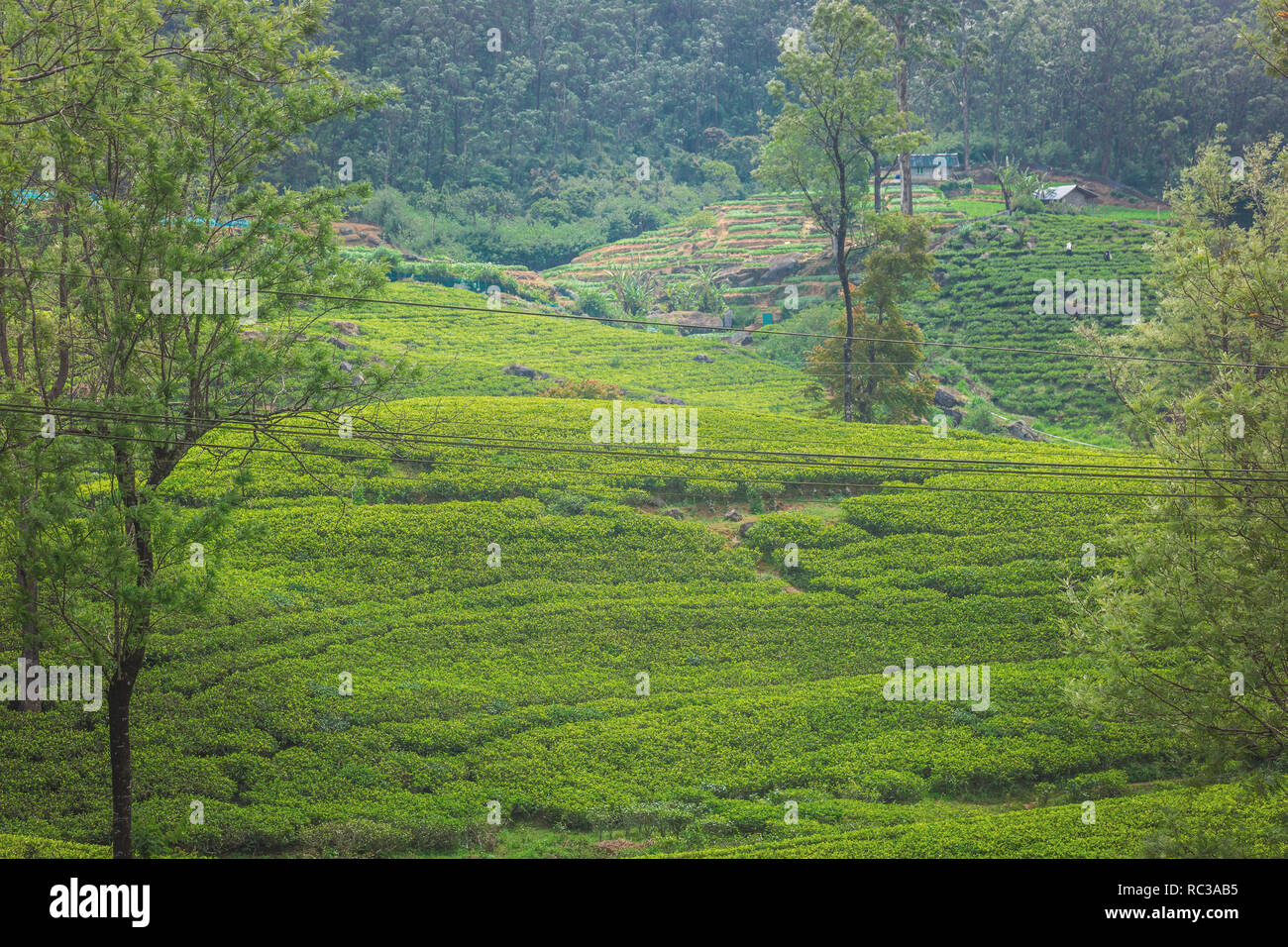 Green plantation of Ceylon tea. Bright terraced fields of tea plants in