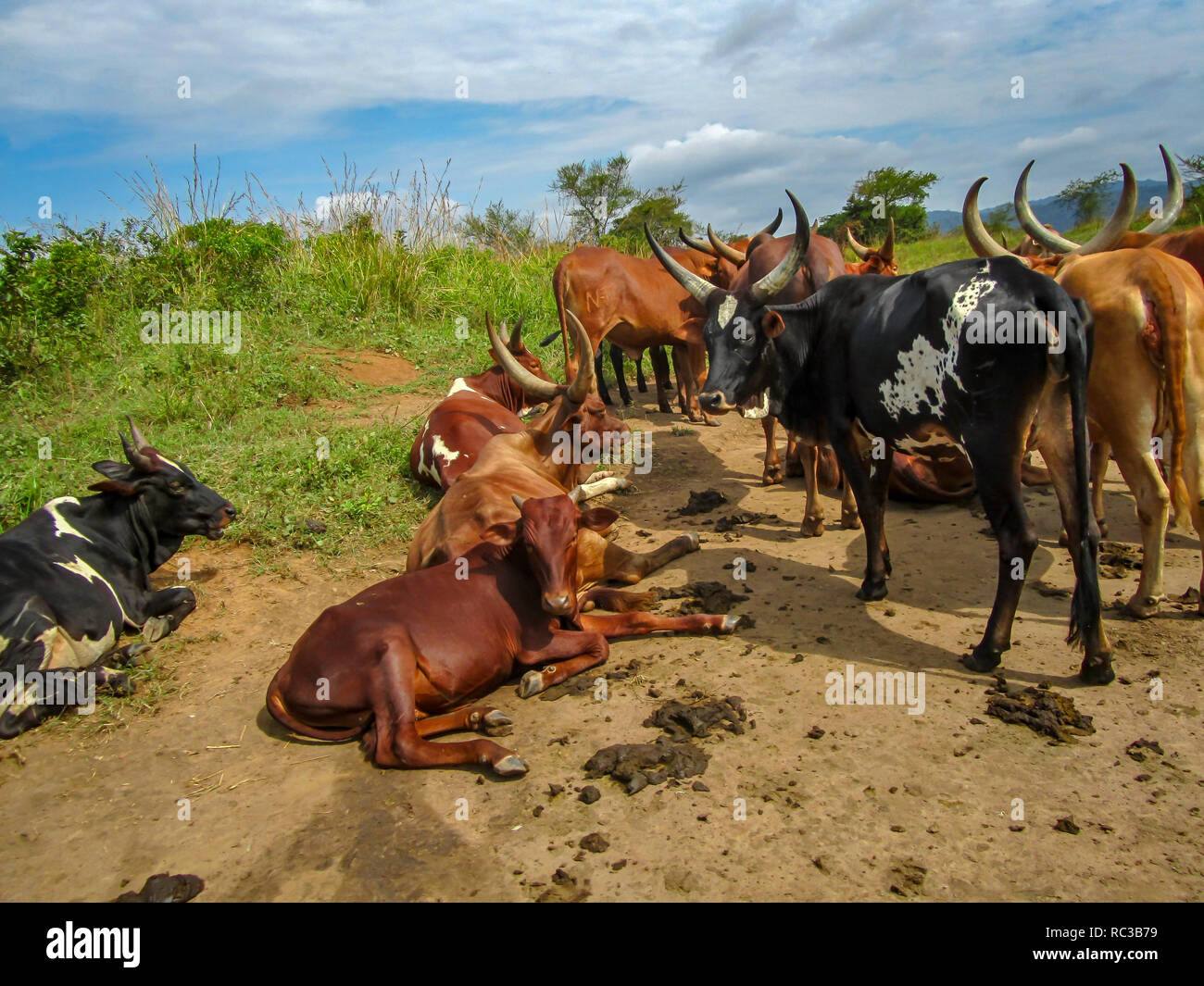 African long horned cattle in North Kivu Province Democratic Republic of Congo Stock Photo