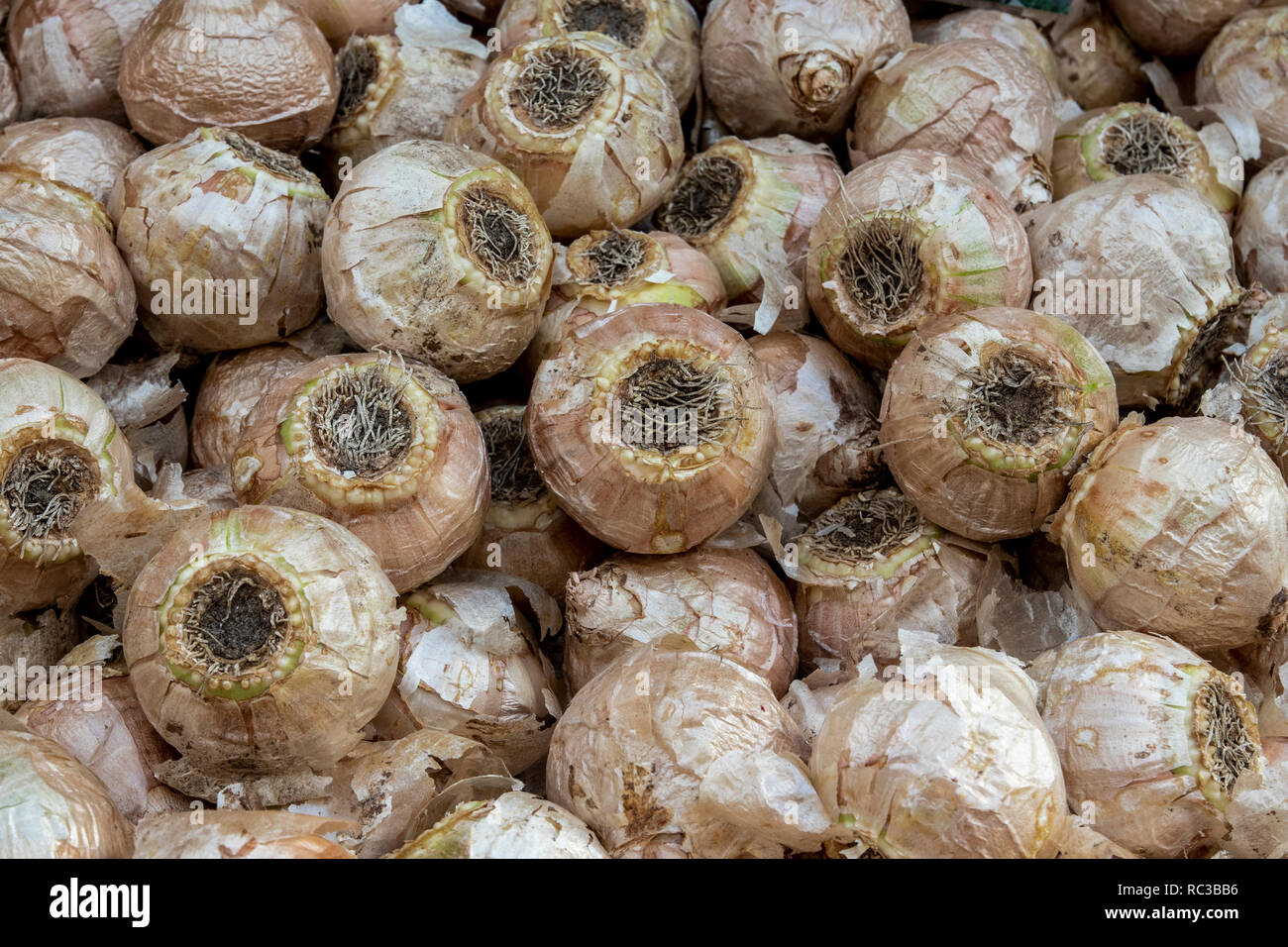 White hyacinth bulbs ready to plant Stock Photo Alamy