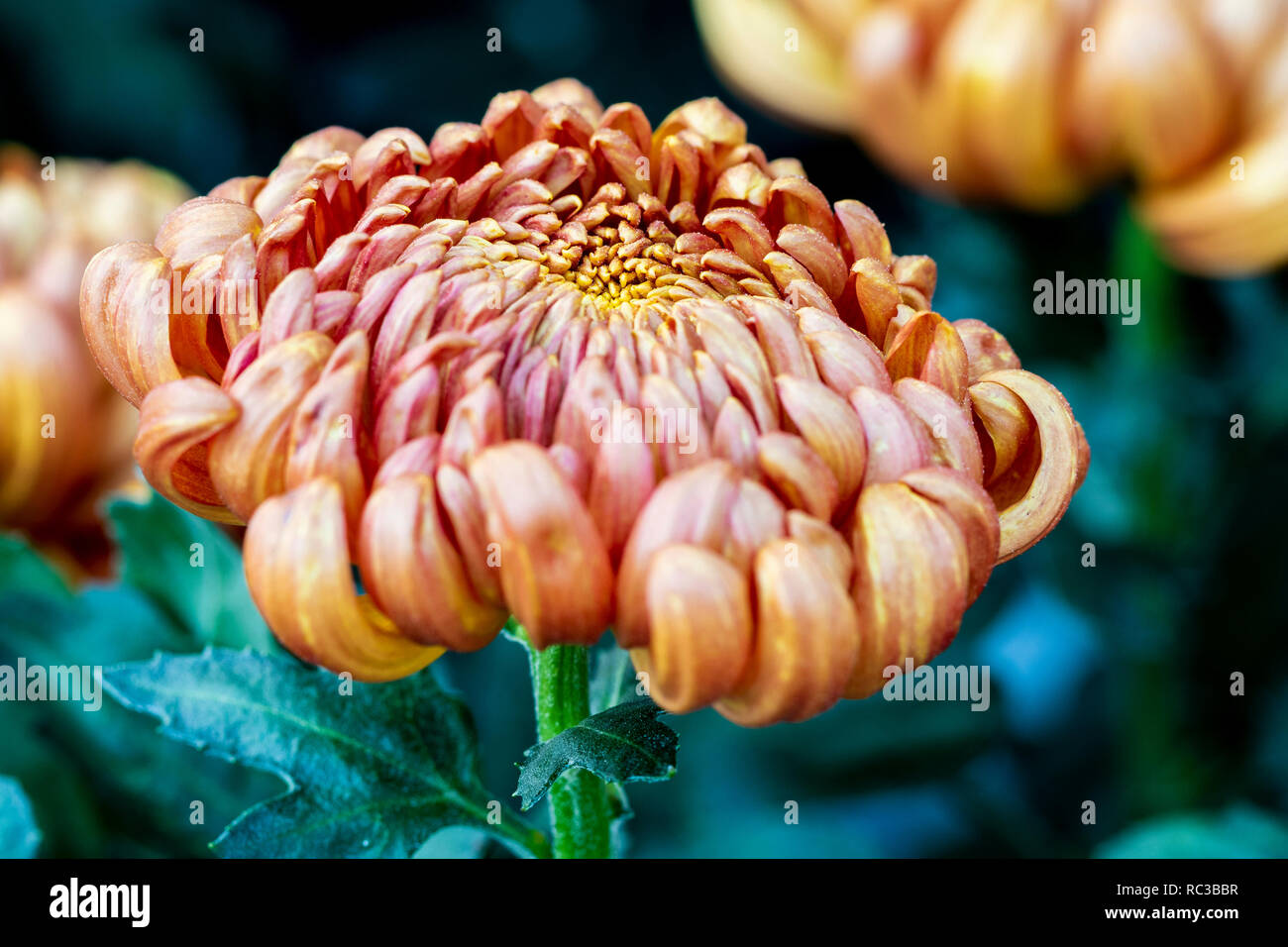 Chrysanthemum indicum hi-res stock photography and images - Alamy