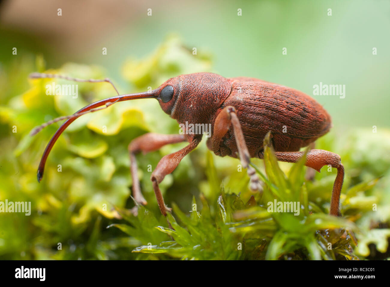An Acorn Weevil Curculio Glandium The Acorn Weevil Has A 