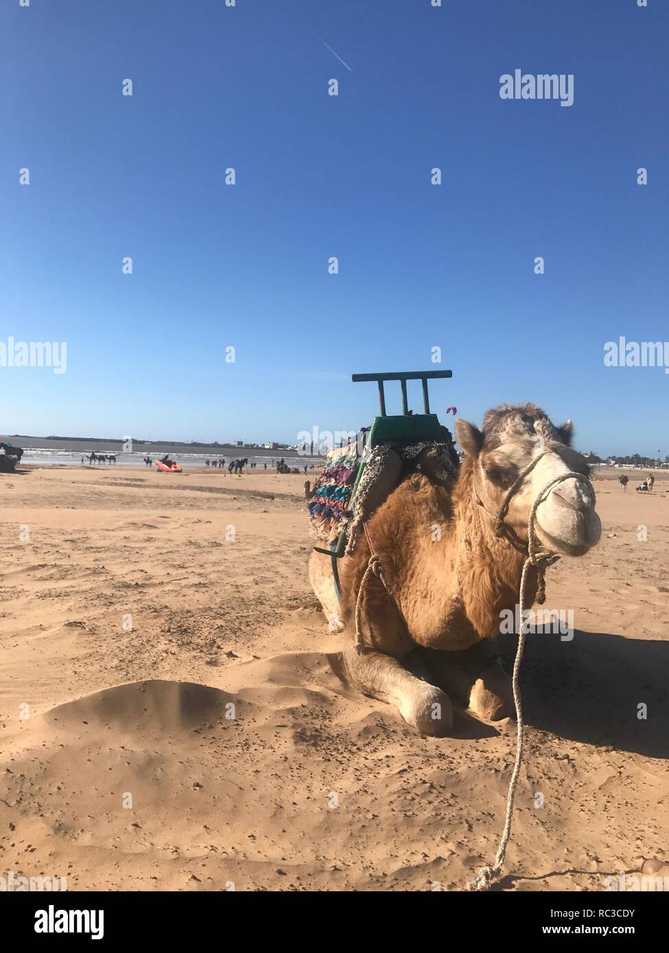 Camel in Morocco Stock Photo - Alamy