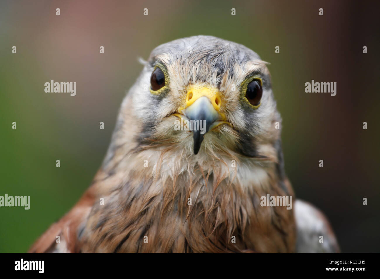 Kenny Kestrel, Falco tinnunculus; Wanderfalke Stock Photo