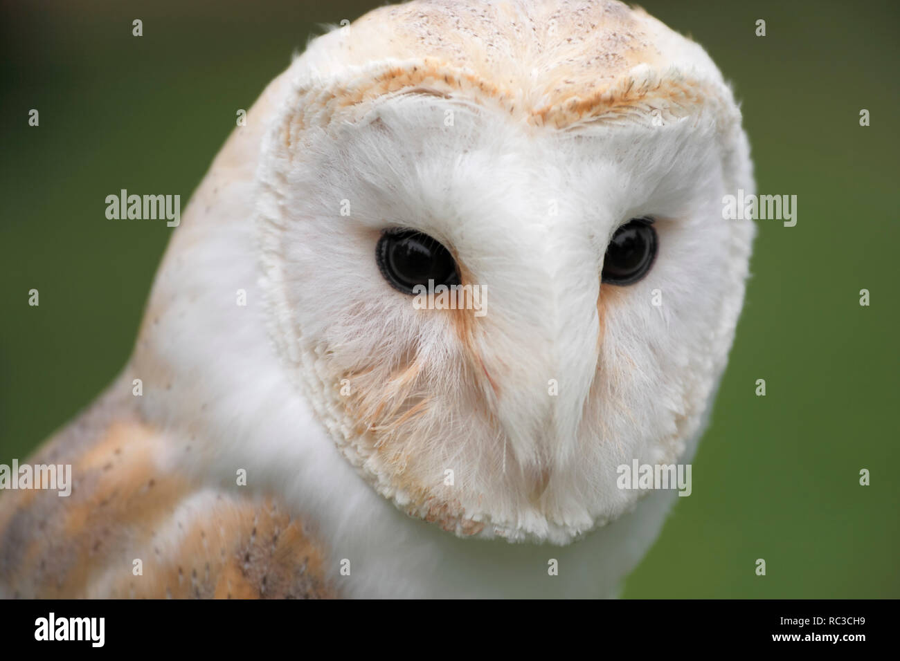 barn owl (Latin: Tyto alba) Stock Photo