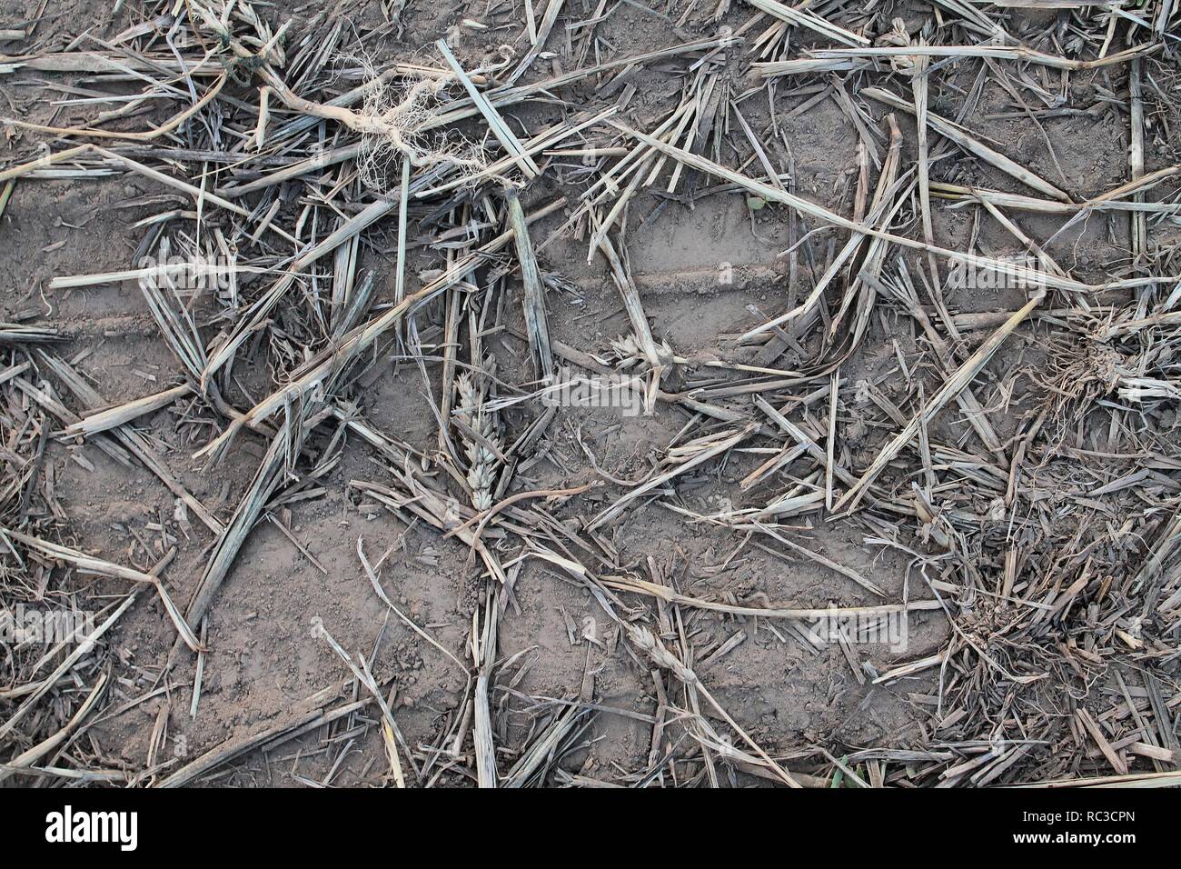 Close up high resolution surface of sand and dirt Stock Photo - Alamy