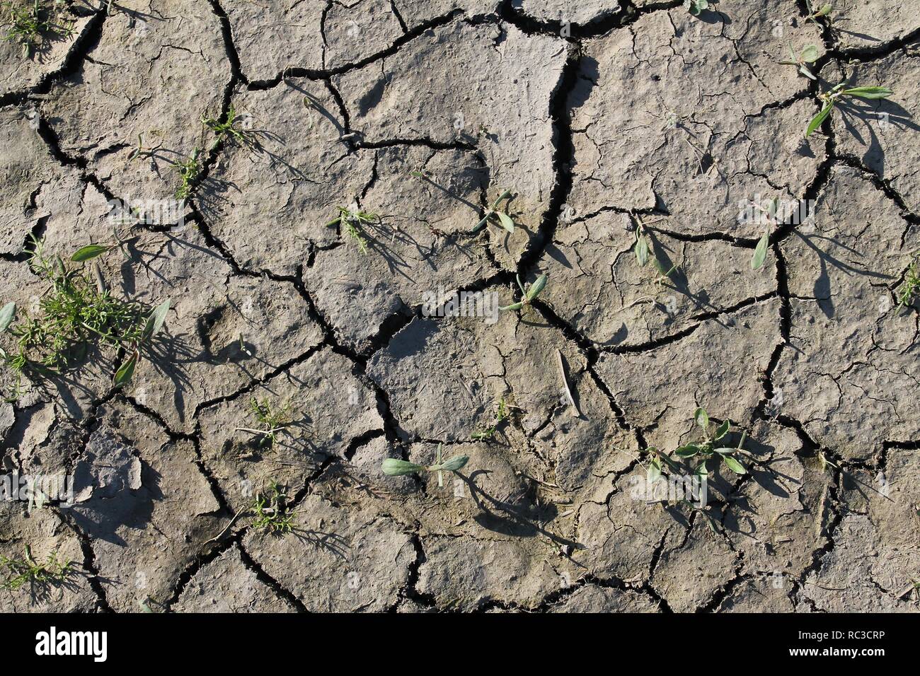 Close up high resolution surface of sand and dirt Stock Photo - Alamy