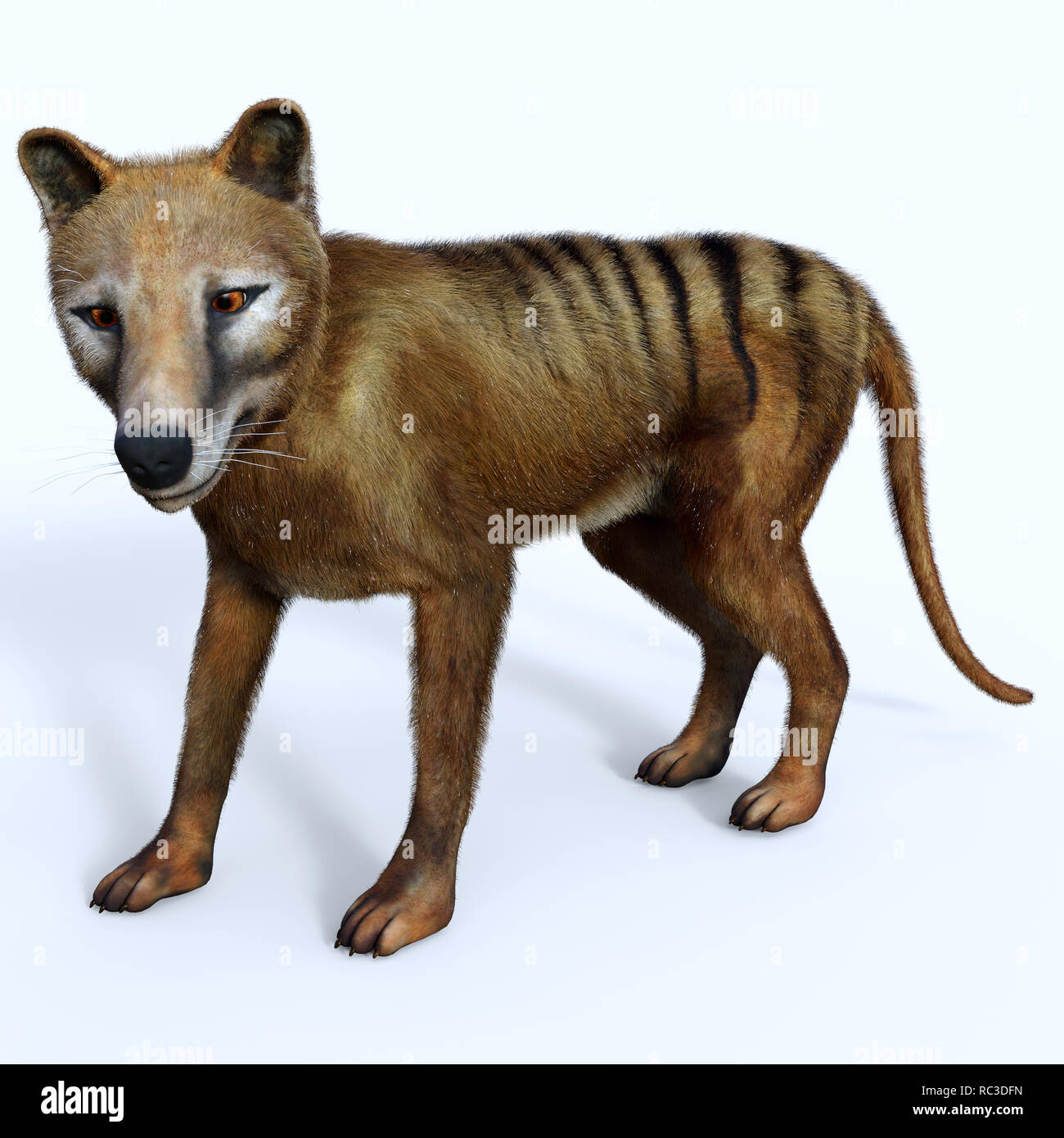 Thylacine Marsupial The Thylacine marsupial was an extinct predator