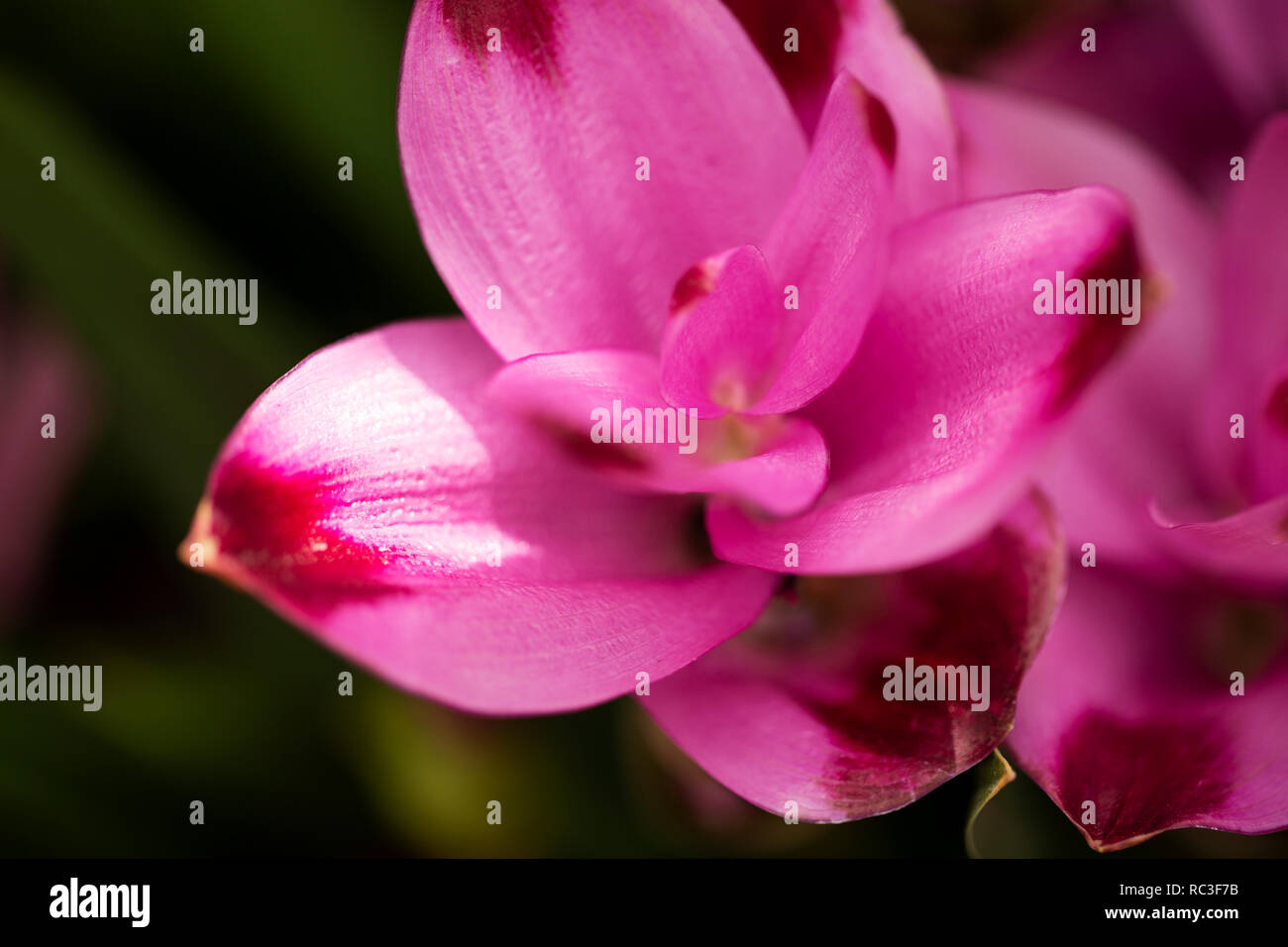 Curcuma alismatifolia in variety Siam Special. Also known as Siam or summer tulip, it is native to southeast Asia. Stock Photo