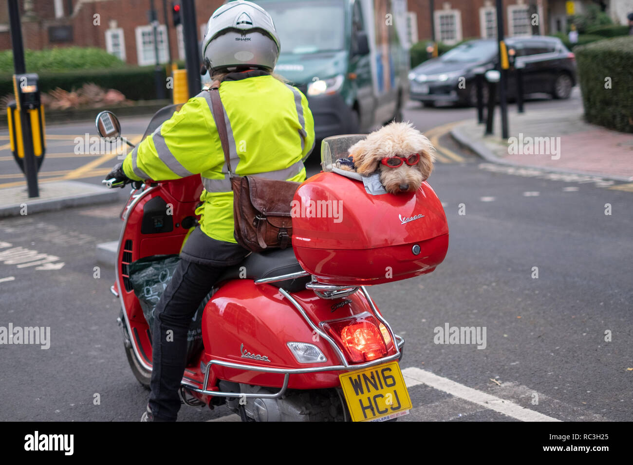 London, UK, 13 January 2019. A dog enjoys a balmy day out in a carrier on  the back of a red Vespa scooter motorcycle in Muswell Hill, North London  Credit: Jon Rosenthal/Alamy