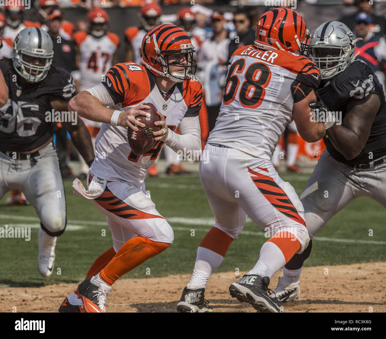 Oakland, California, USA. 13th Sep, 2015. Cincinnati Bengals quarterback Andy Dalton (14) moves out of pocket on Sunday, September 13, 2015, at O.co Coliseum in Oakland, California. The Bengals defeated the Raiders 33-13. Credit: Al Golub/ZUMA Wire/Alamy Live News Stock Photo