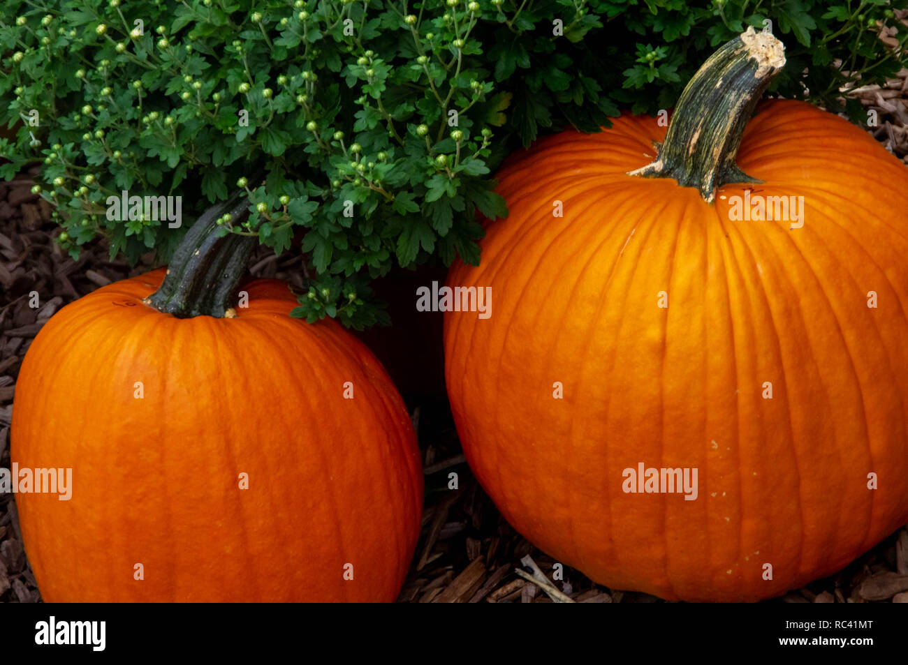 Two orange round pumpkins sitting among mums on the ground Stock Photo
