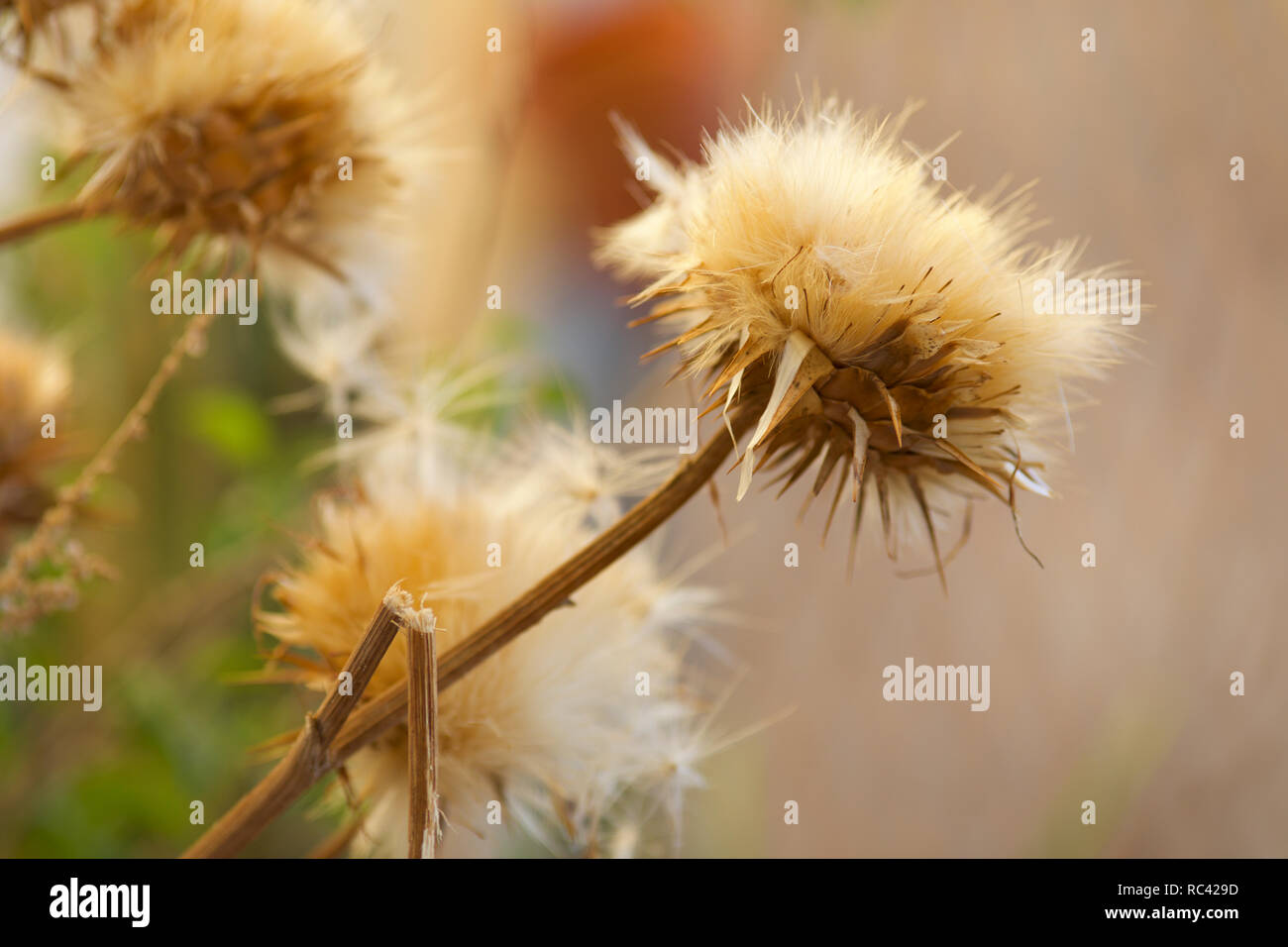Dried Artichoke Flower Stock Photo Alamy