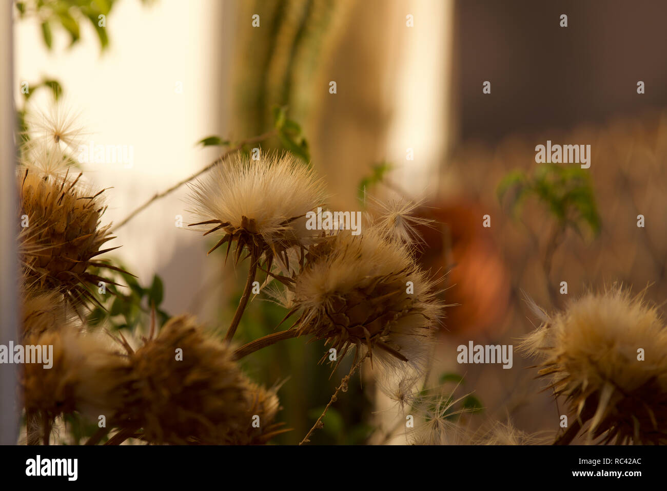 Dried Artichoke Flower Stock Photo - Alamy