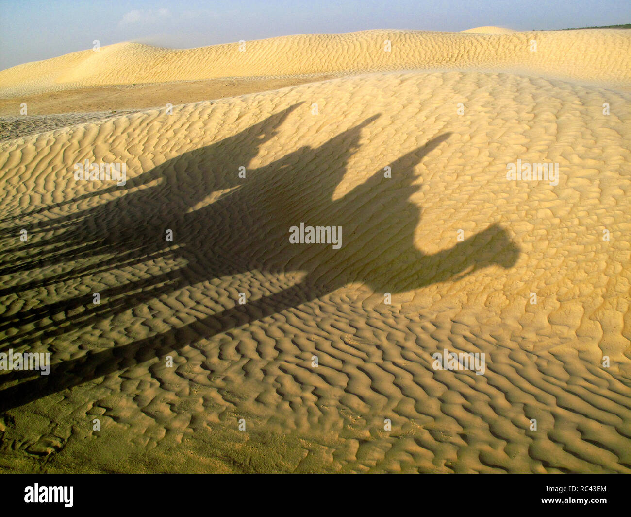 Three camel silhouettes in hi-res stock photography and images - Alamy