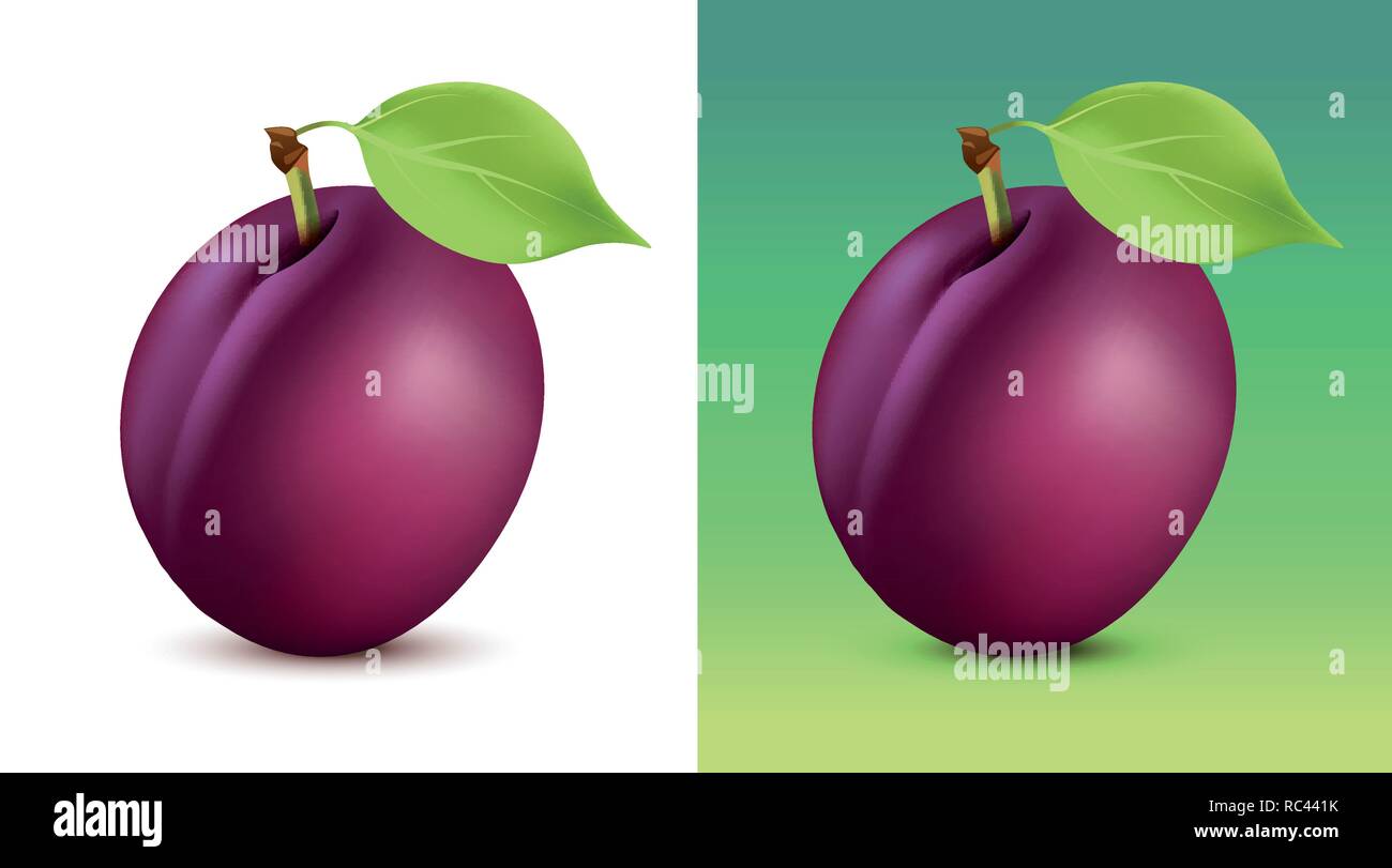 Plum vector illustration on white and green background. Close up fruit for garden web site or vegetarian menu. Stock Vector