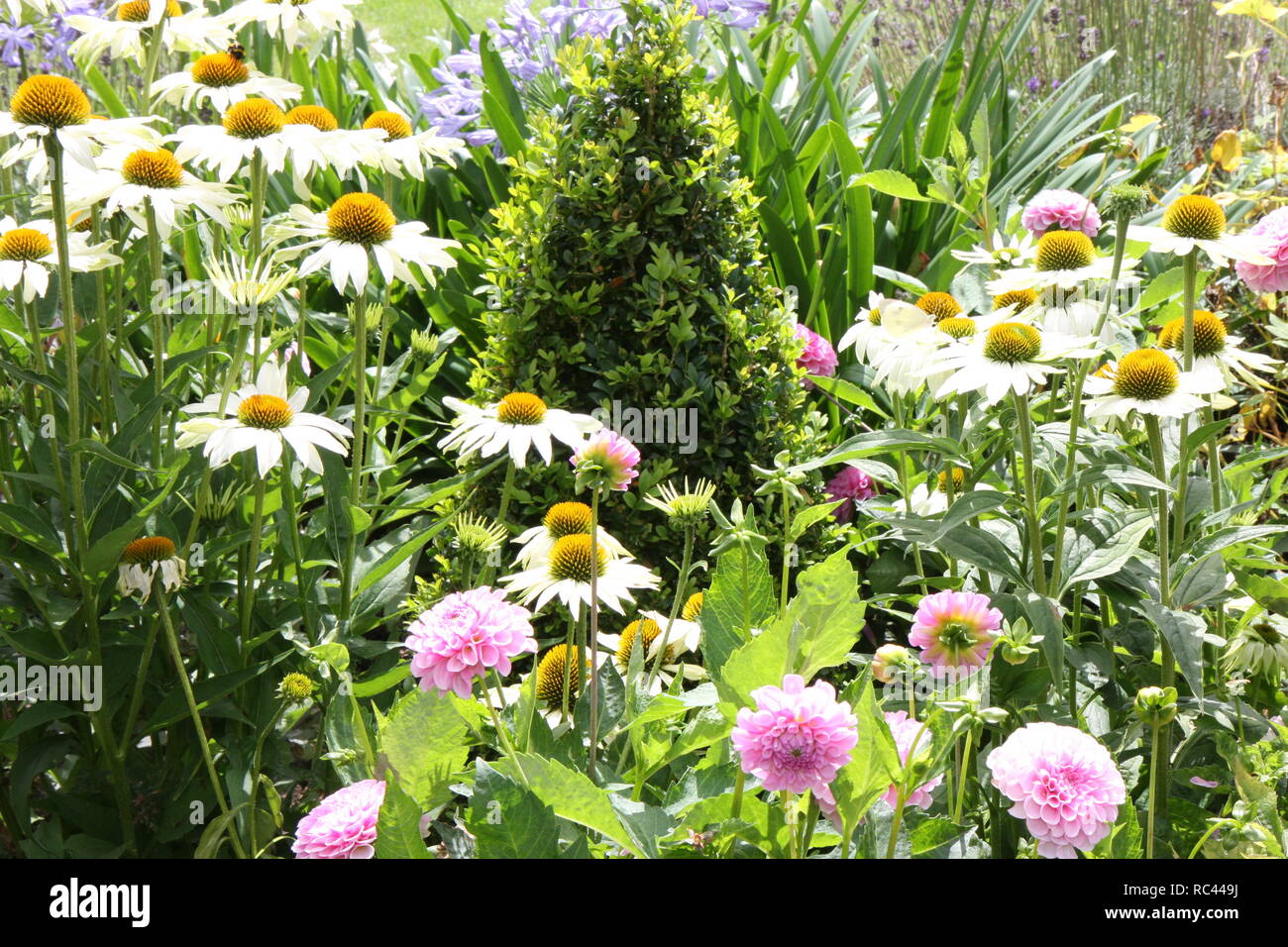 Essex Barn with flowers Stock Photo Alamy