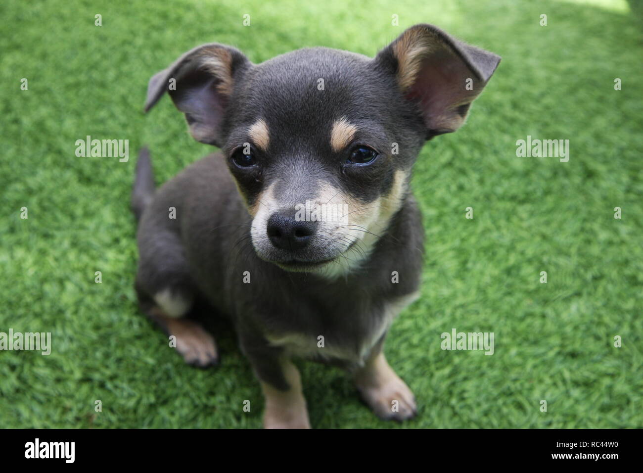 Chihuahua Puppy with Big Ears Sitting on the Grass Stock Photo