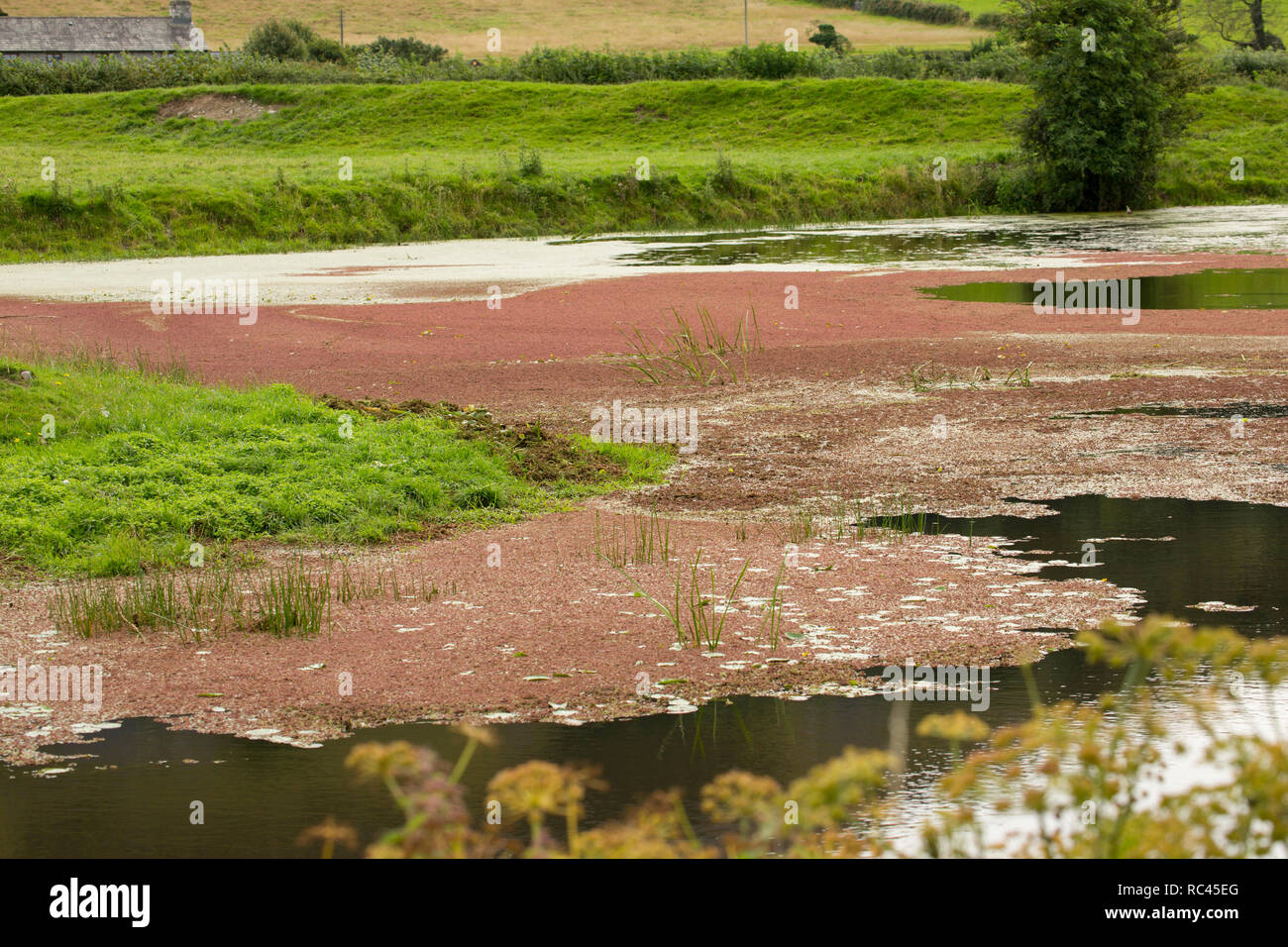 Water fern, sometimes called Mosquito fern, Azolla filiculoides, growing on the Lancaster Canal in August near Farleton Fell, Cumbria. The fern is a n Stock Photo