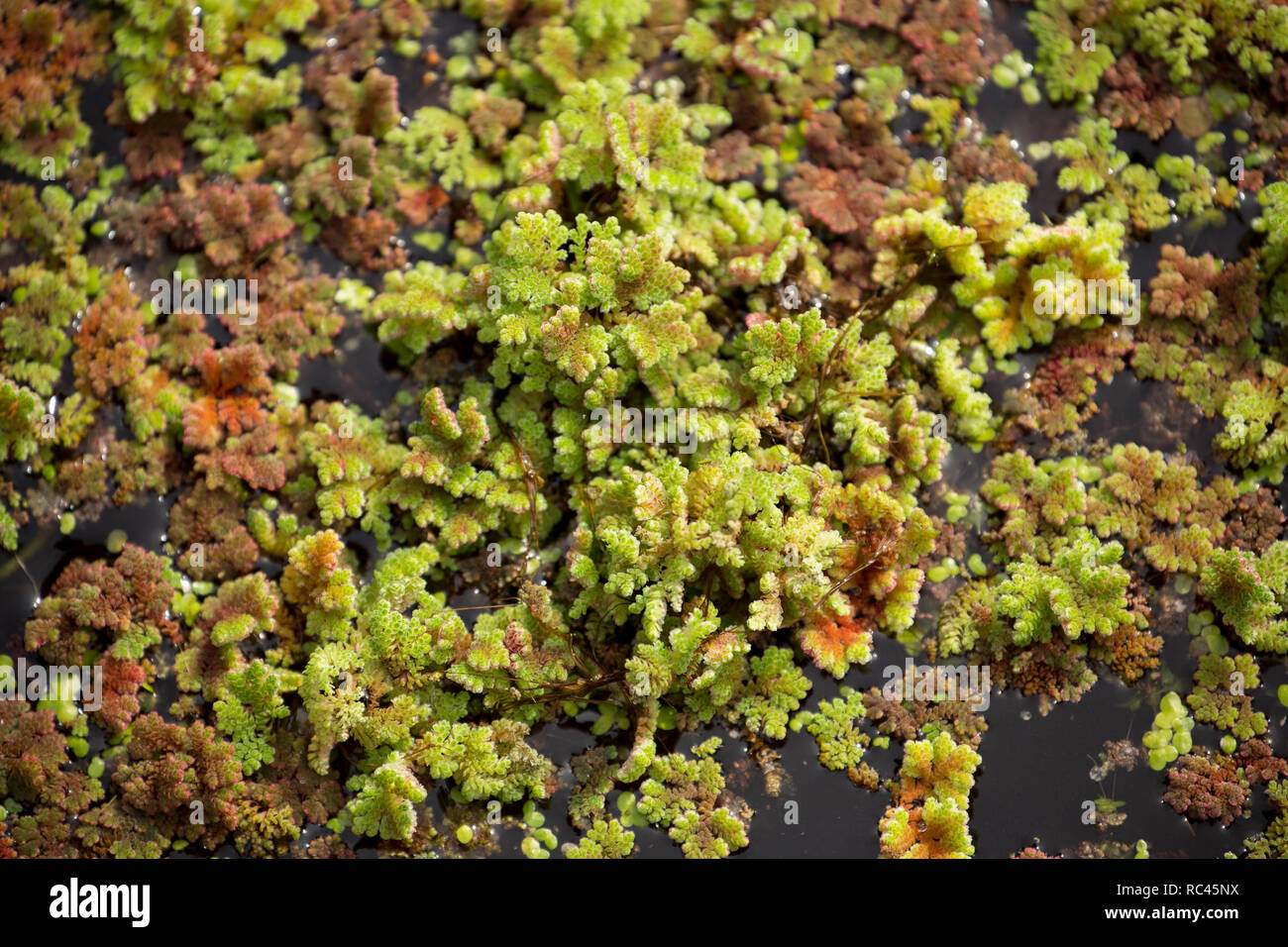 Water fern, sometimes called Mosquito fern, Azolla filiculoides, growing on the Lancaster Canal in August near Farleton Fell, Cumbria. The fern is a n Stock Photo