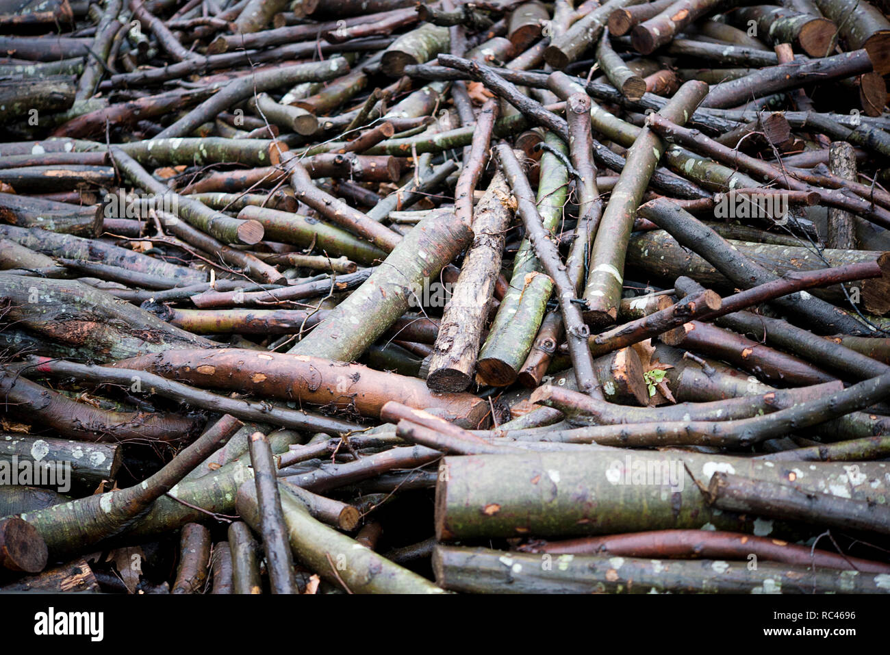 cut tree branches firewoods Stock Photo Alamy