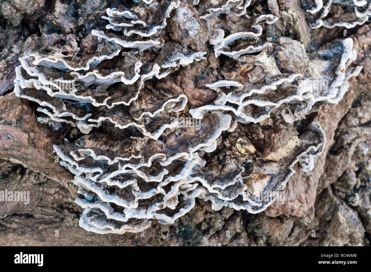 Coreiolus versicolor Bracket Fungi growing on dead tree trunk Stock Photo