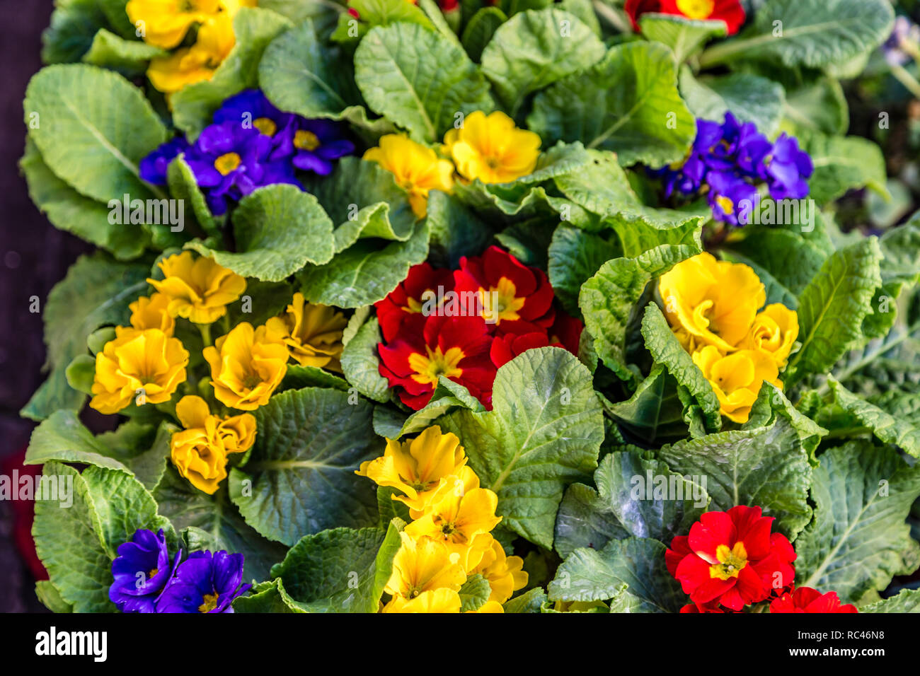 bunch of red, yellow and blue flowers with green leaves Stock Photo - Alamy