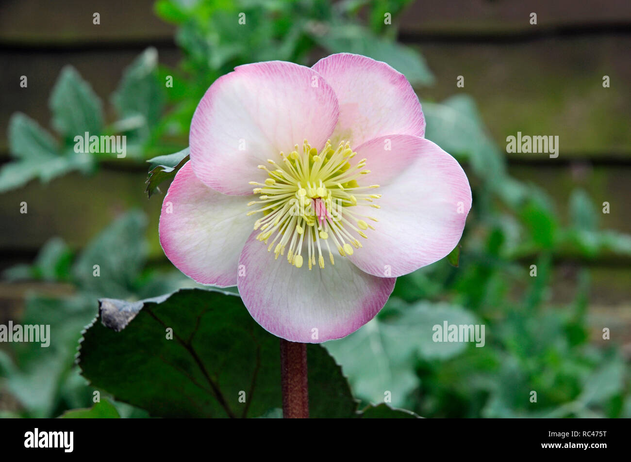 Close up of Helleborus Cheryls Shine showing Stigma and Stamens Stock Photo