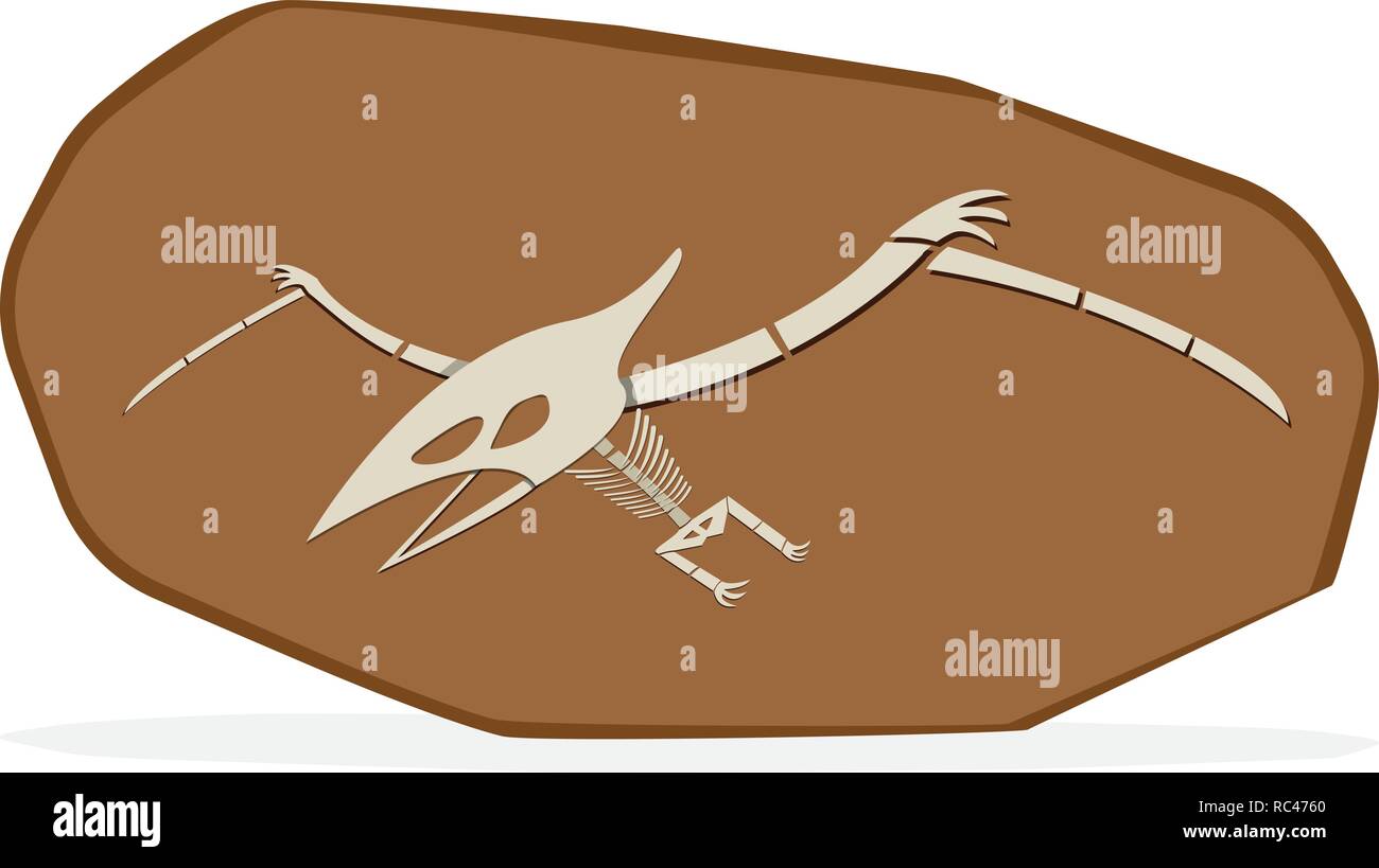 Pterosaurs bone in cray fossil, on white vector art art Stock Vector