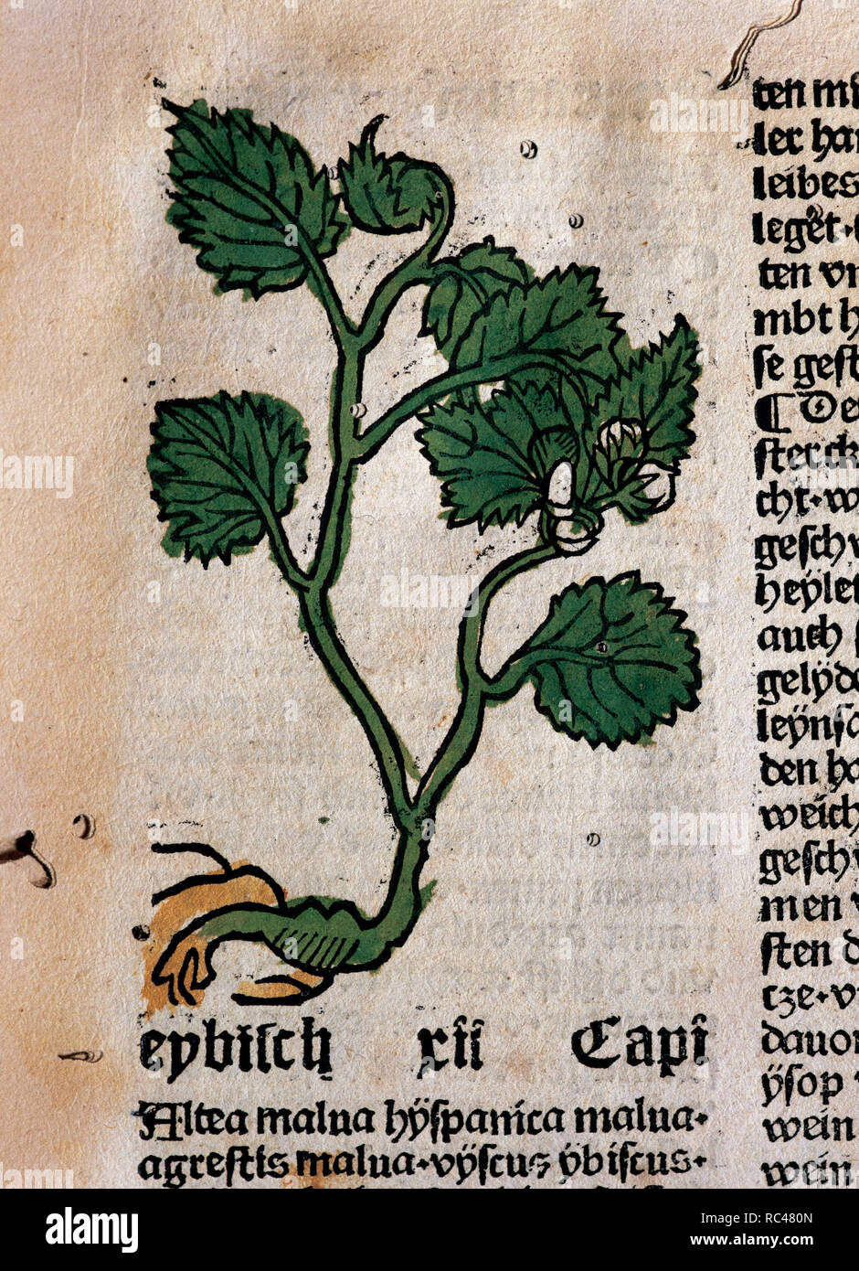 Hortus Sanitatis (Gart der Gesundheit). Book of natural history written by the German doctor Johann Wonnecke von Kaub (Johannes de Cuba) (1430-1503). Tractatus De Herbis. Detail from folio 9 depicting marshmallov. Edited by Johann Schoensperger in Augsburg (Germany), 1487. Stock Photo