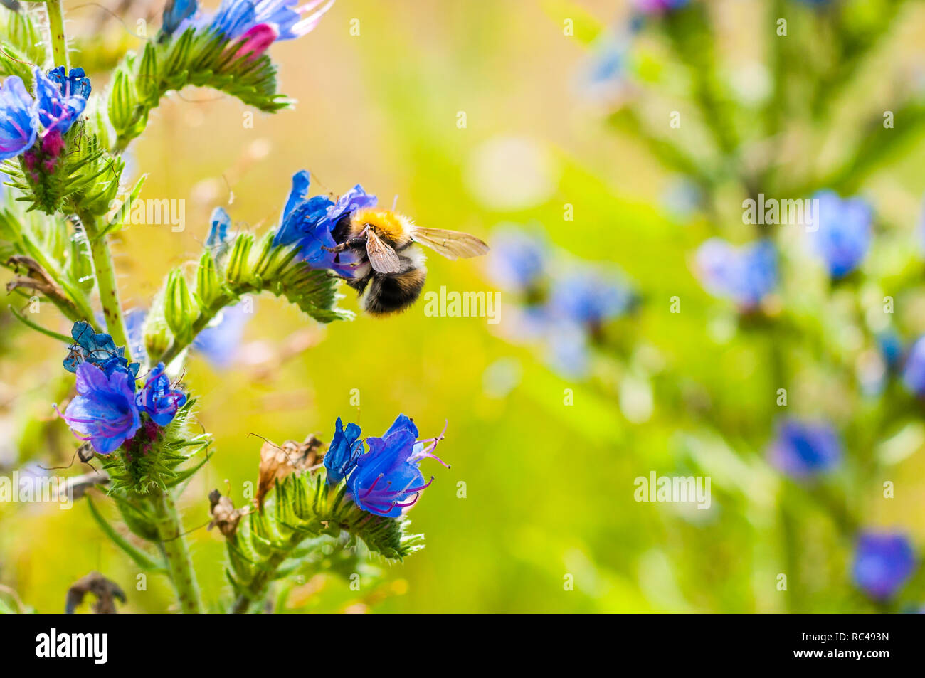 Worker bumblebee collecting nectar from wild blooming vibrant blue Echium vulgare, blueweed flower plants in the field Stock Photo