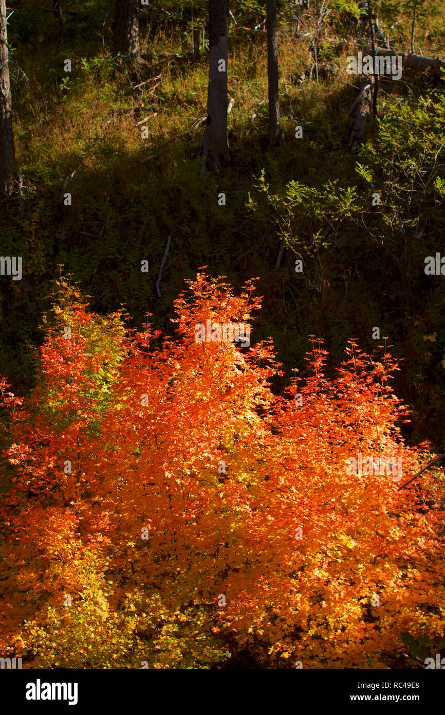 Fall Colors in Tucson Stock Photo - Alamy