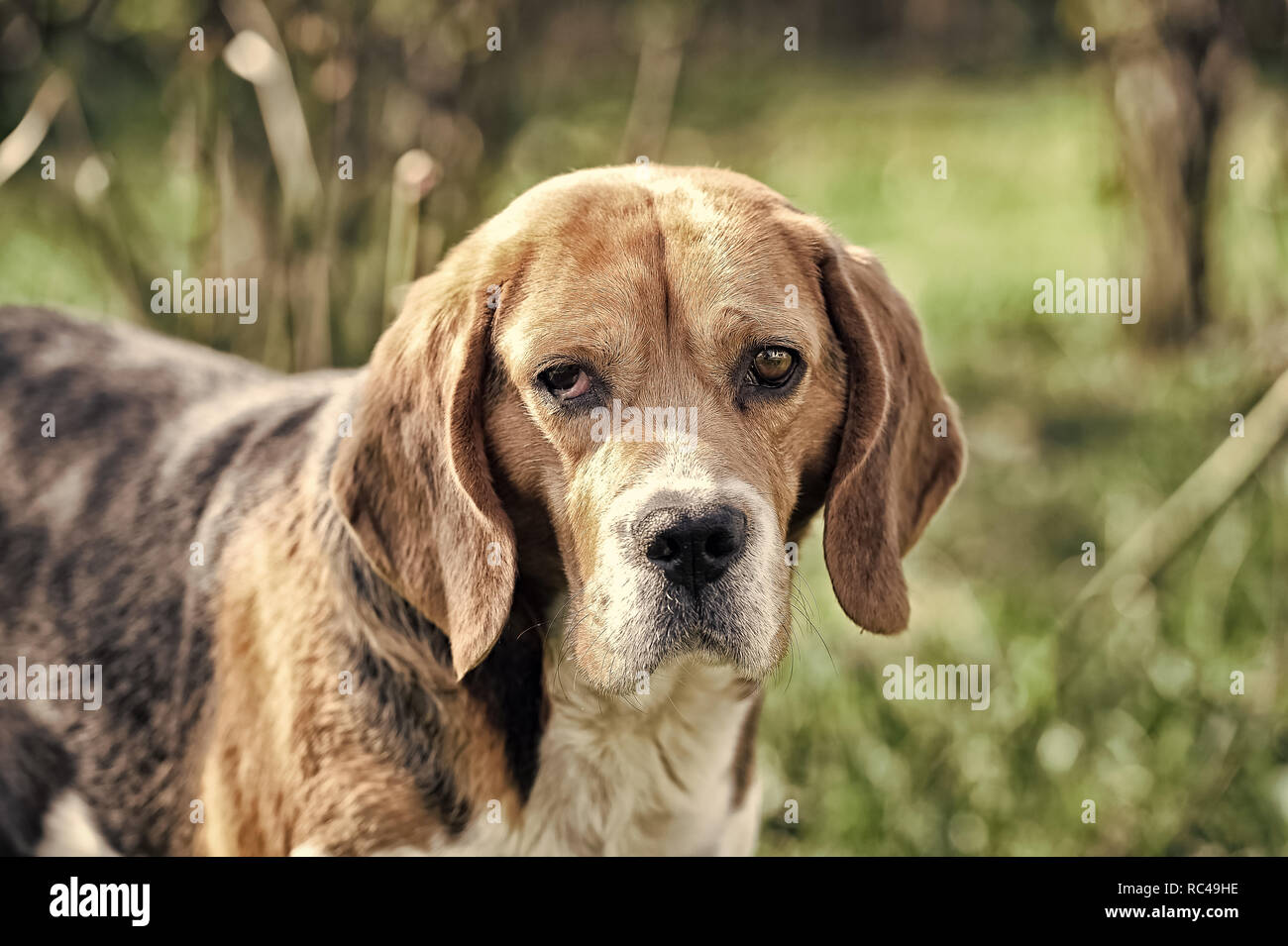 Long eared beagle shop