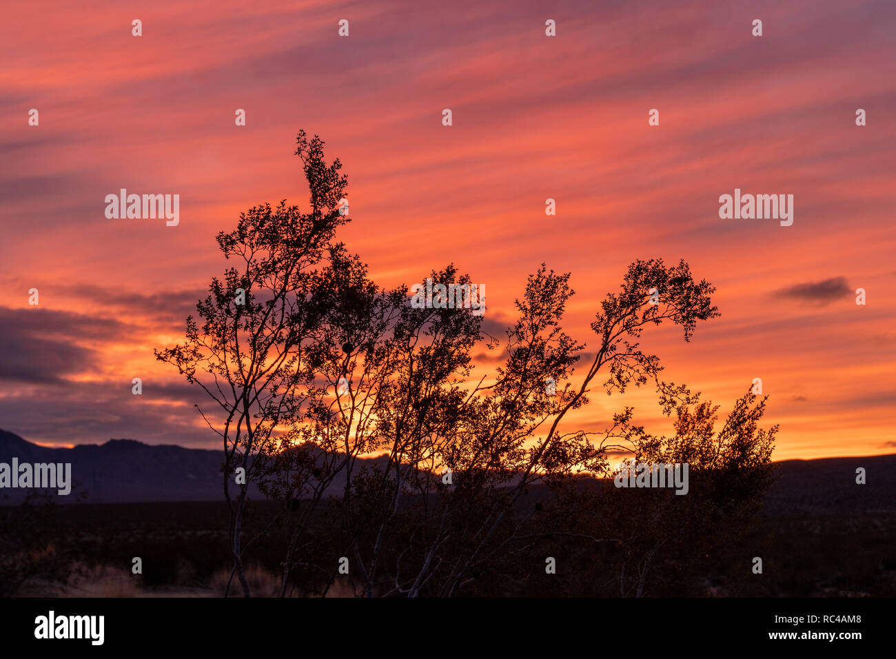 Bush sunrise with silhouette hi-res stock photography and images - Alamy