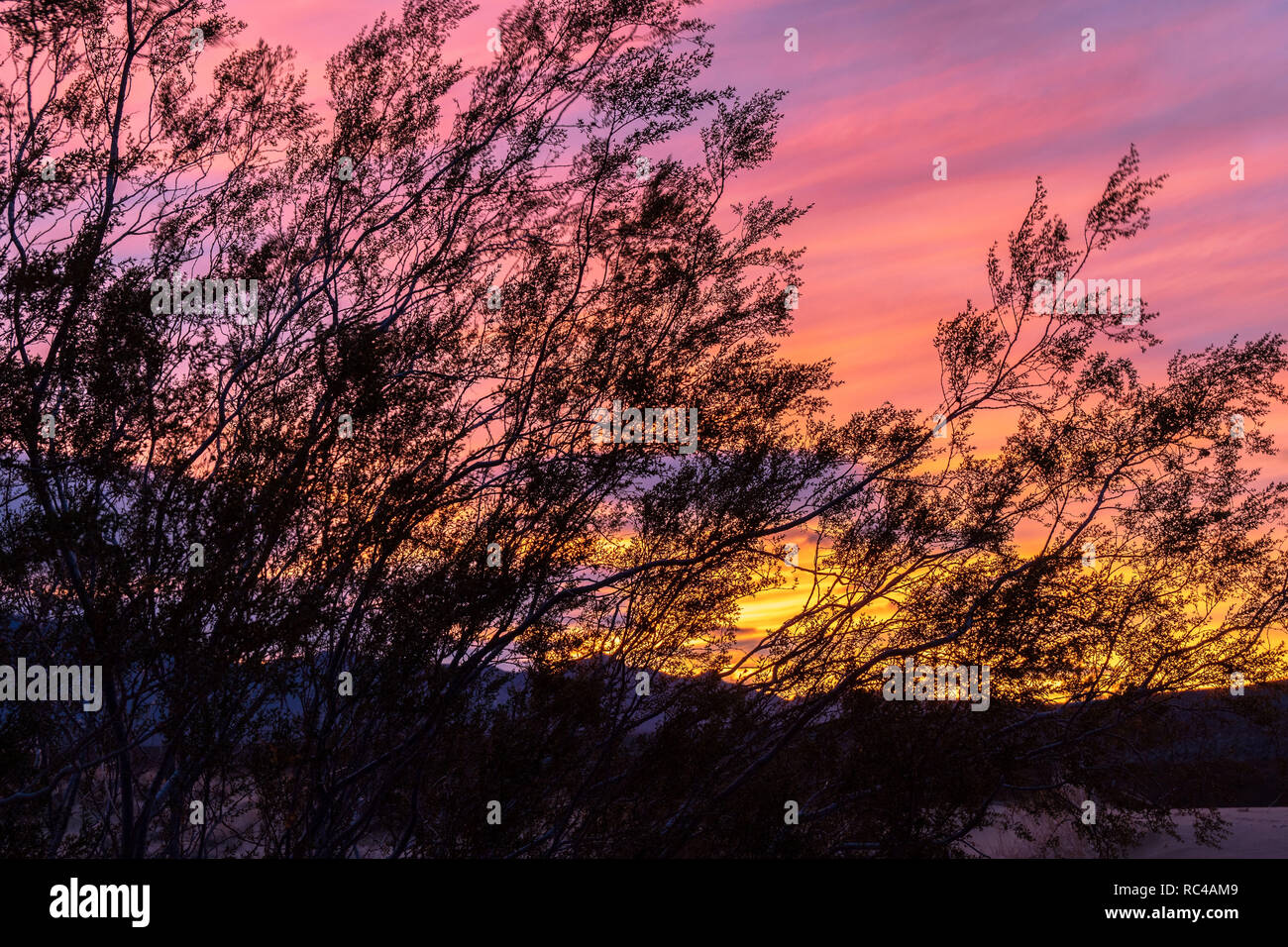 Bush sunrise with silhouette hi-res stock photography and images - Alamy