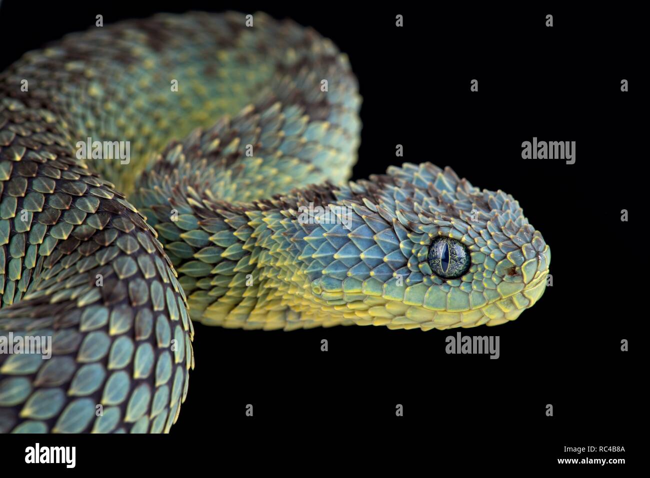 Mayombe Bush-Viper (Atheris squamigera anisolepis), on a branch